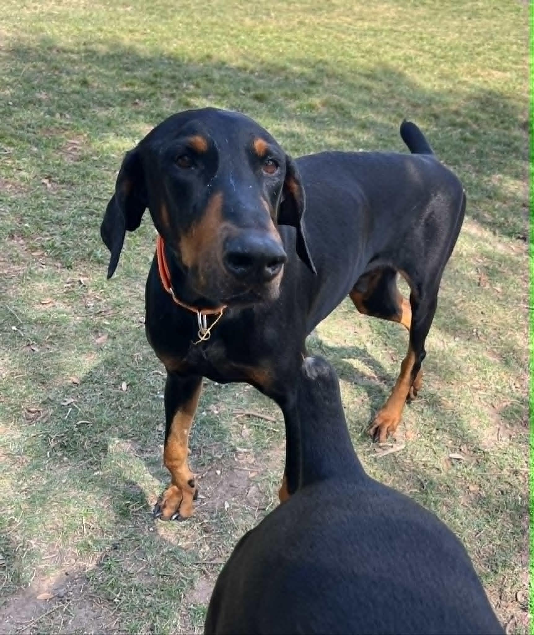 George Nyx the Great, adopted, Adult Male Doberman Pinscher.