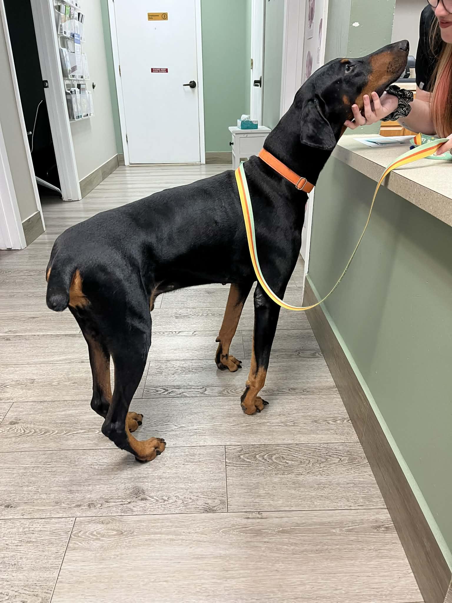Enlarge George Nyx the Great, an adopted Doberman Pinscher in Willowbrook, IL image 4/6