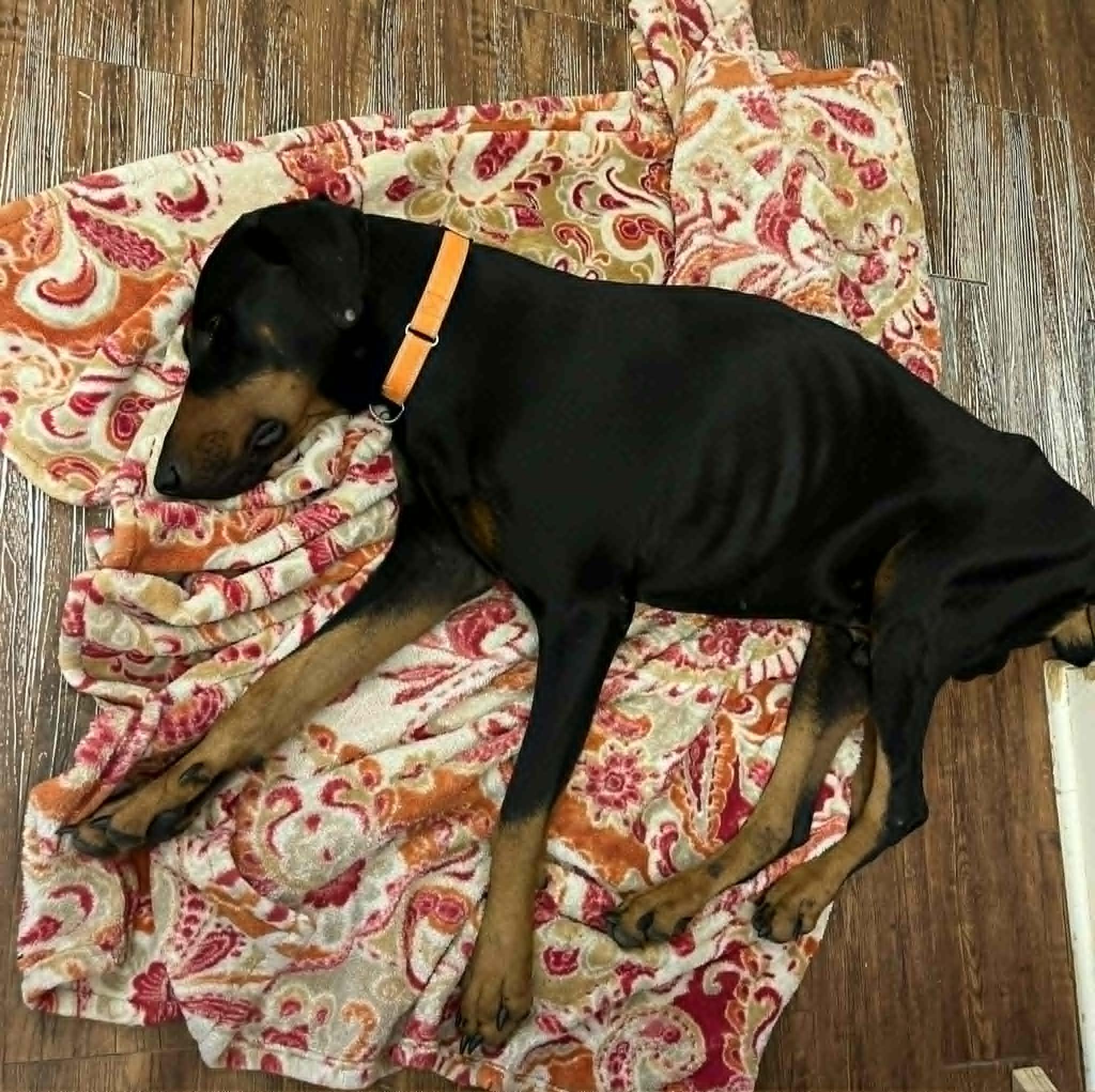 Enlarge George Nyx the Great, an adopted Doberman Pinscher in Willowbrook, IL image 5/6