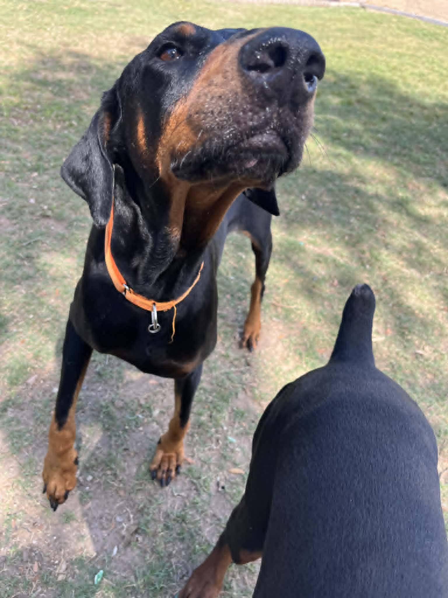 Enlarge George Nyx the Great, an adopted Doberman Pinscher in Willowbrook, IL image 3/6