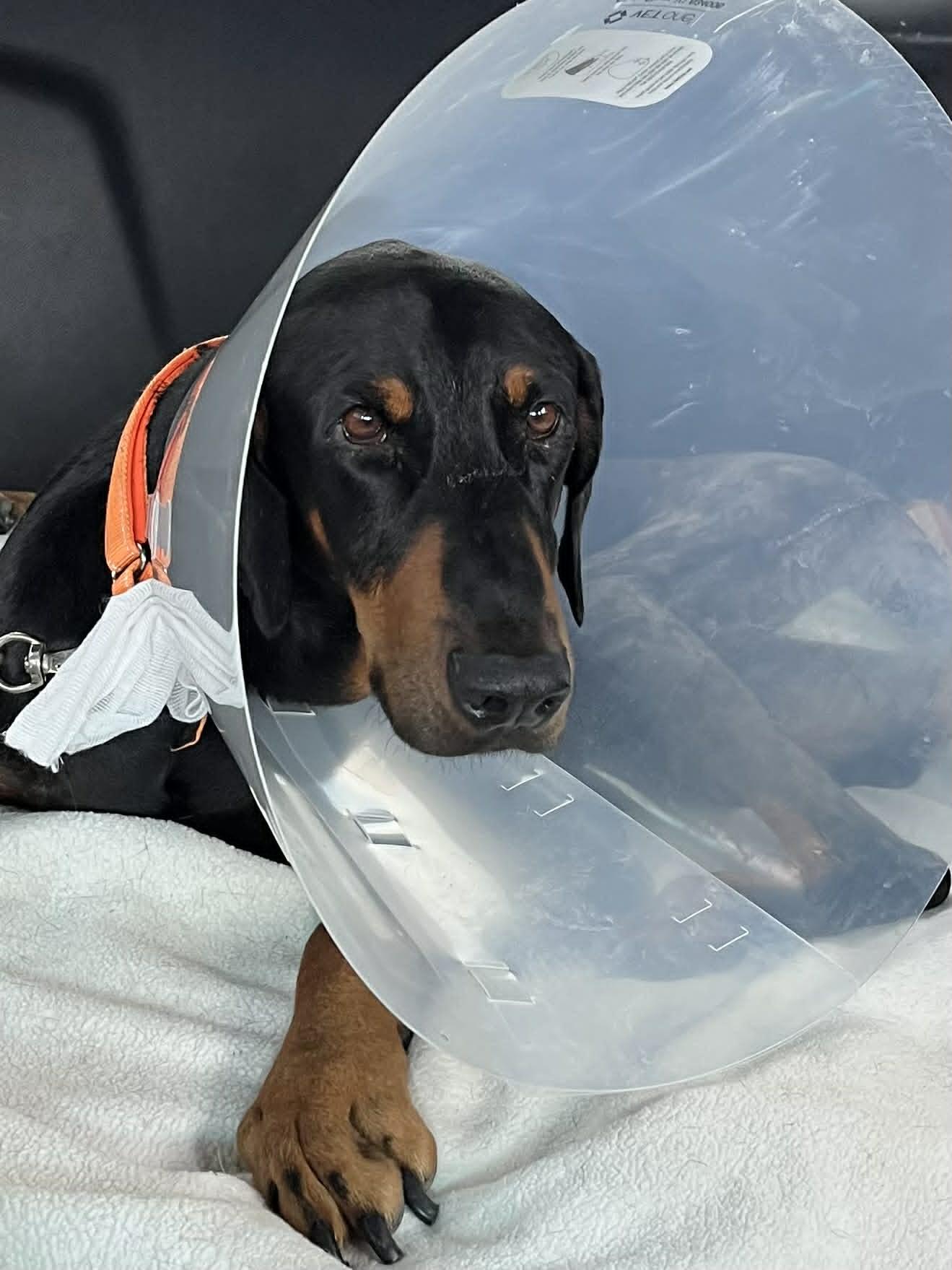 Enlarge George Nyx the Great, an adopted Doberman Pinscher in Willowbrook, IL image 6/6