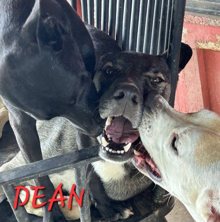 Dean Tollie — thumbnail 2