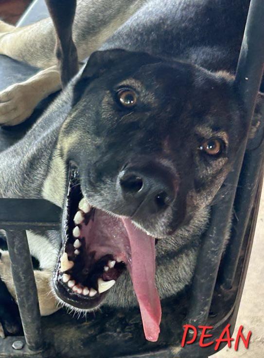 Dean Tollie — thumbnail 3