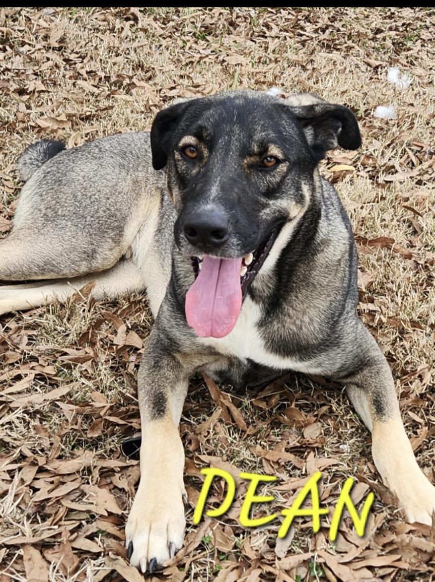 Dean Tollie — thumbnail 4