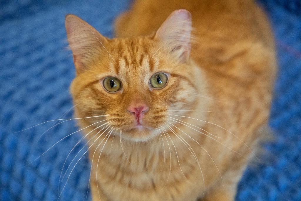 Clyde, Adoptable, Adult Male Domestic Long Hair.