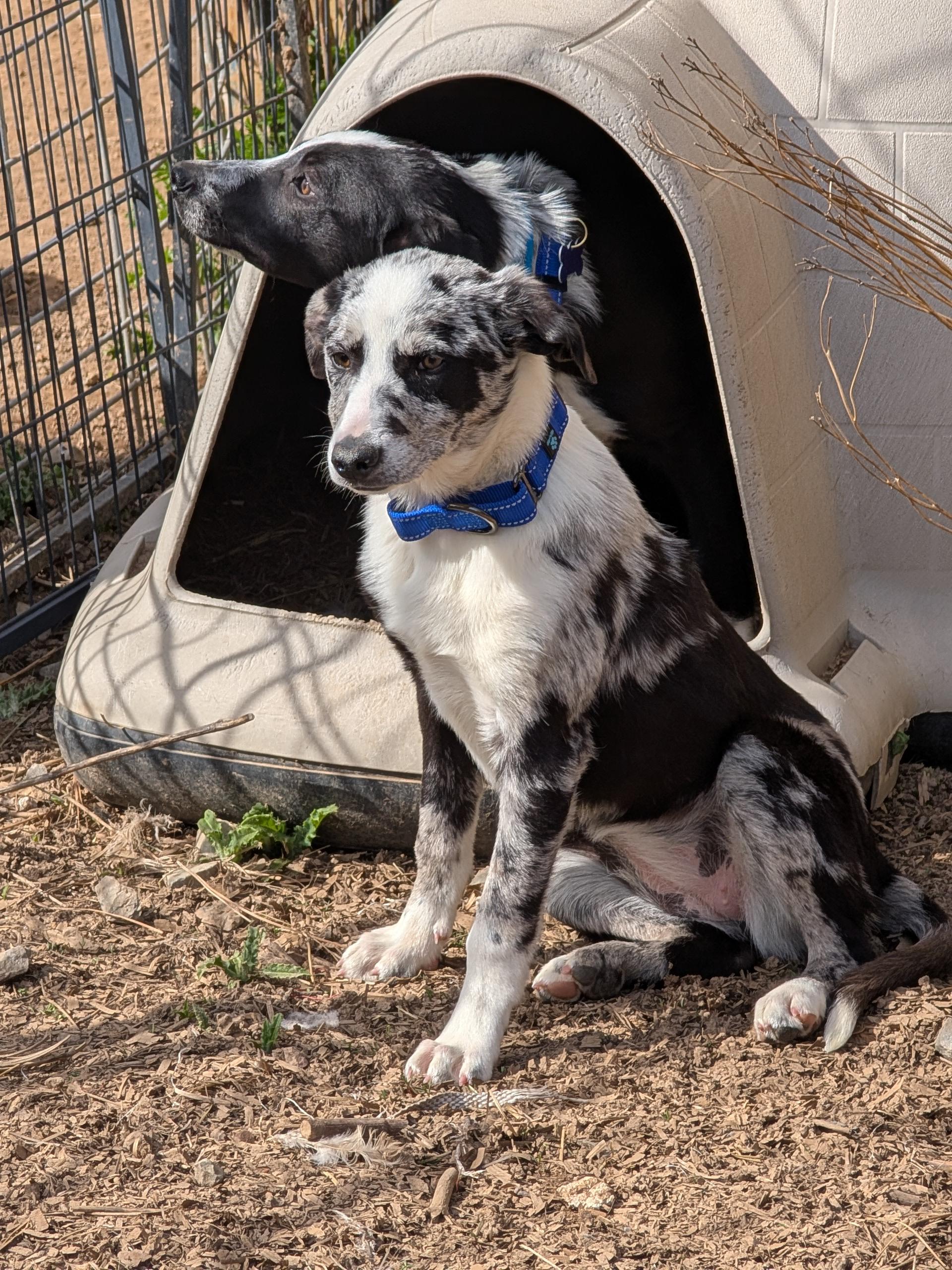 Halo, ADOPTABLE, Young Female Border Collie.