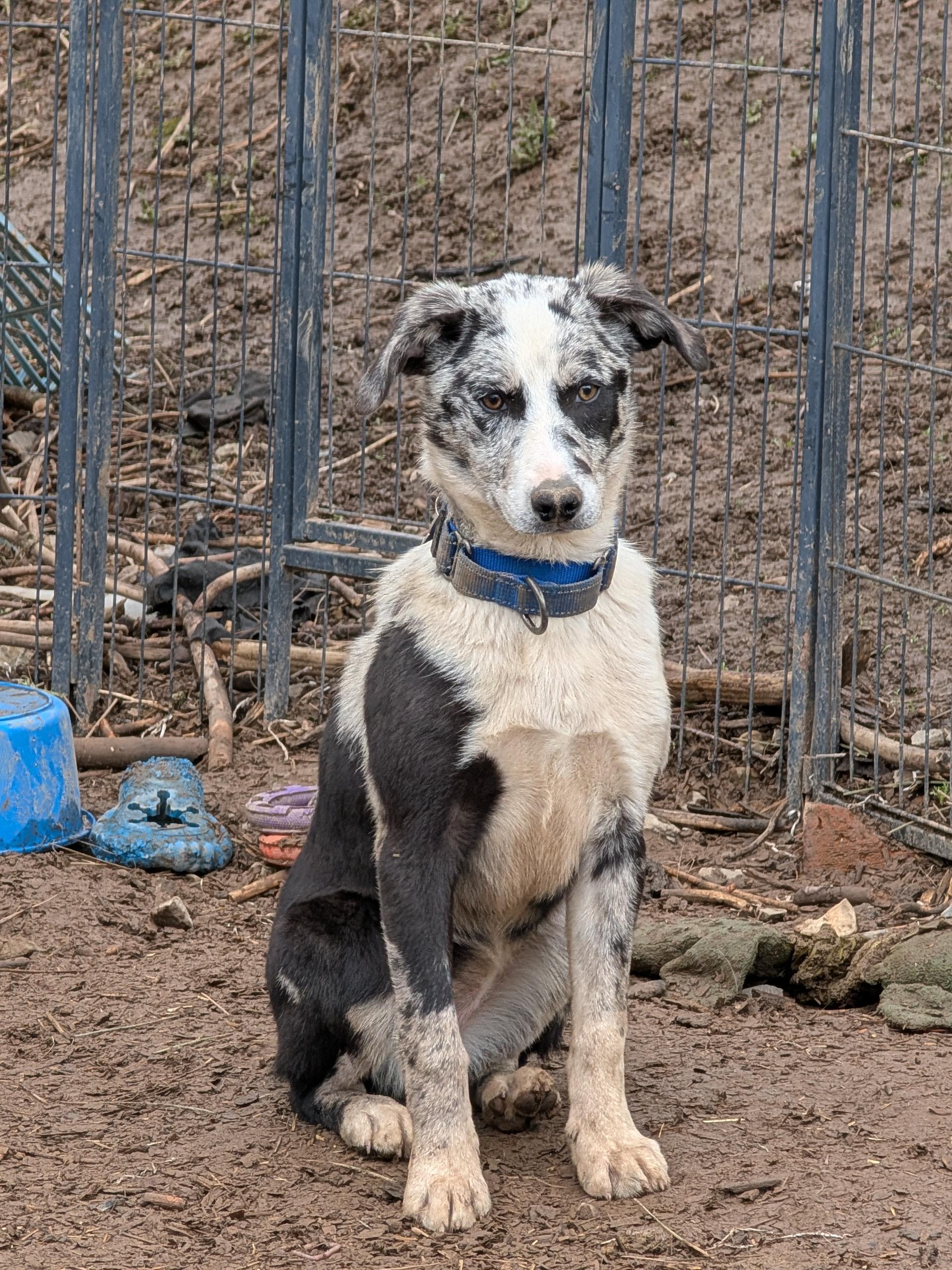 Enlarge Halo, a ADOPTABLE mixed breed in COEUR D ALENE, ID image 3/4