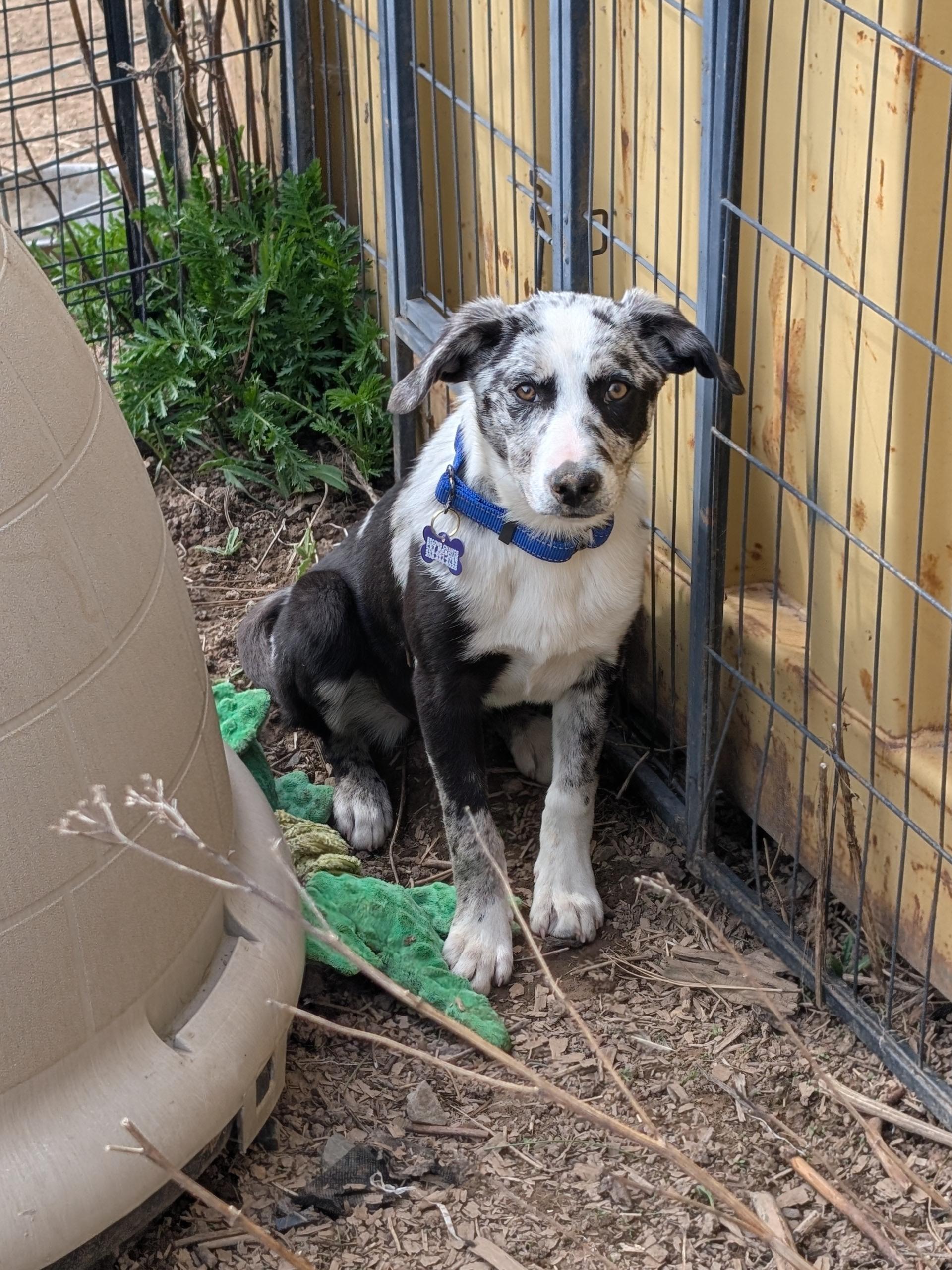 Enlarge Halo, a ADOPTABLE mixed breed in COEUR D ALENE, ID image 4/4