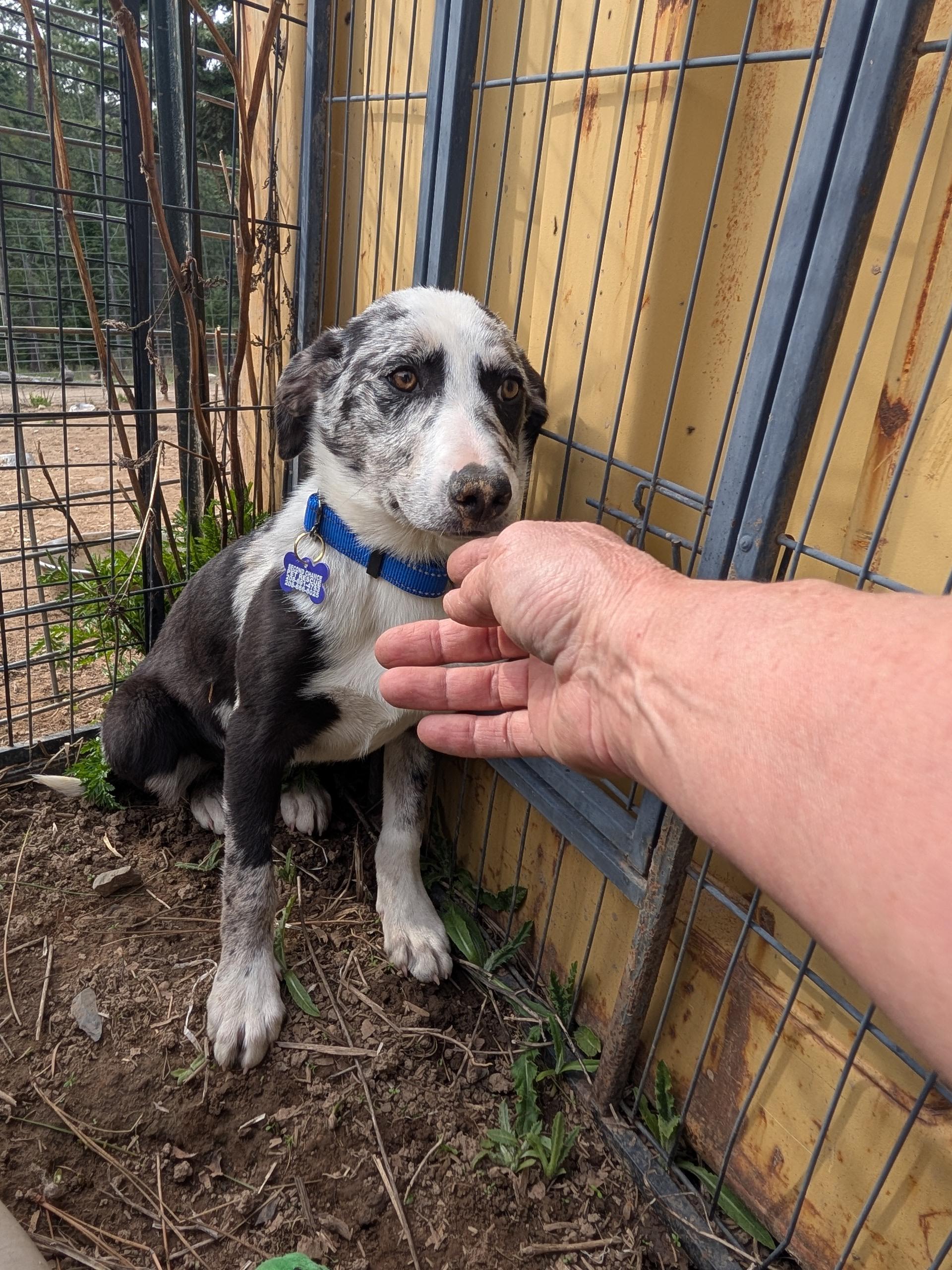 Enlarge Halo, a ADOPTABLE mixed breed in COEUR D ALENE, ID image 2/4