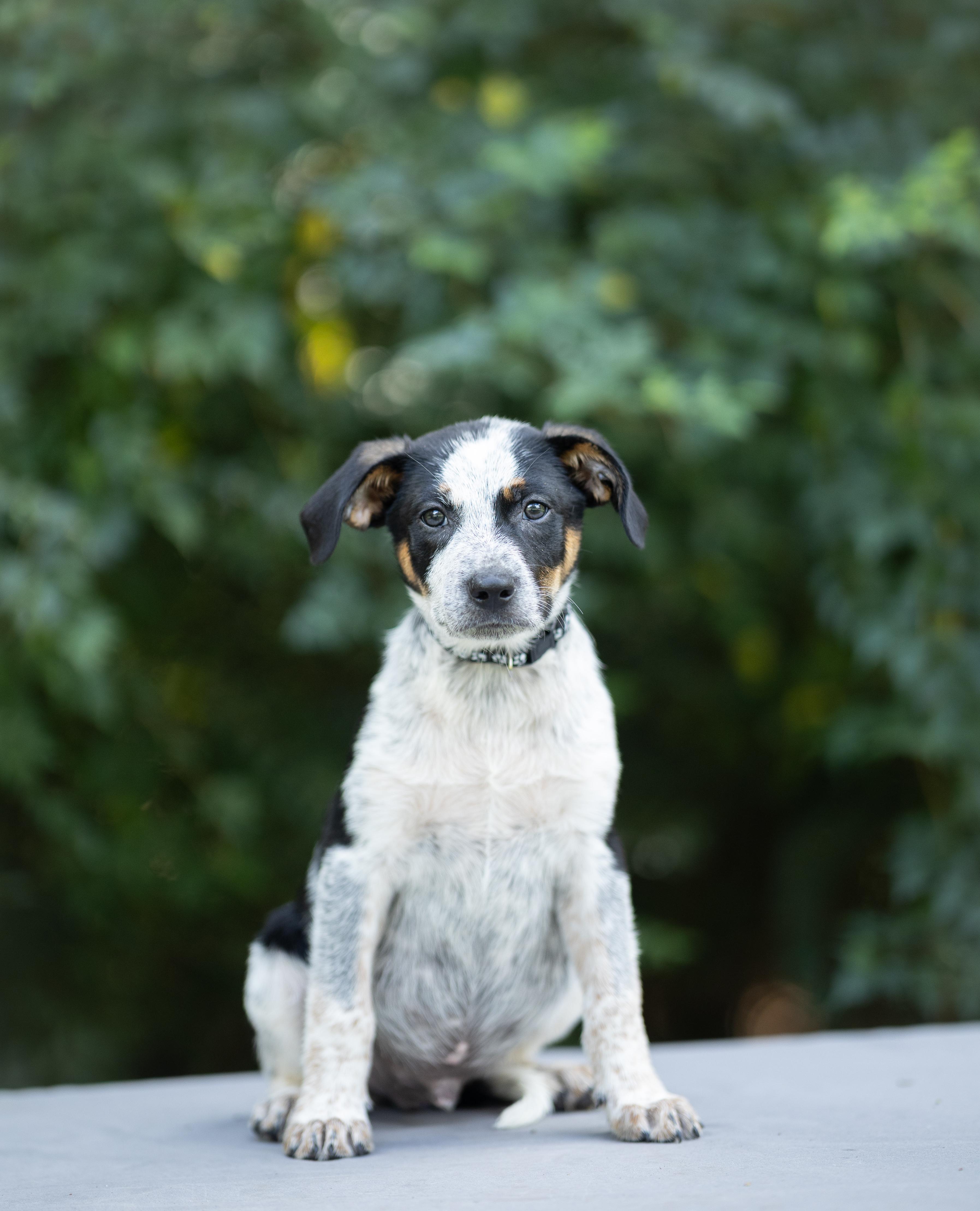 Pet Rinder Fisher - Adopted | Petfinder