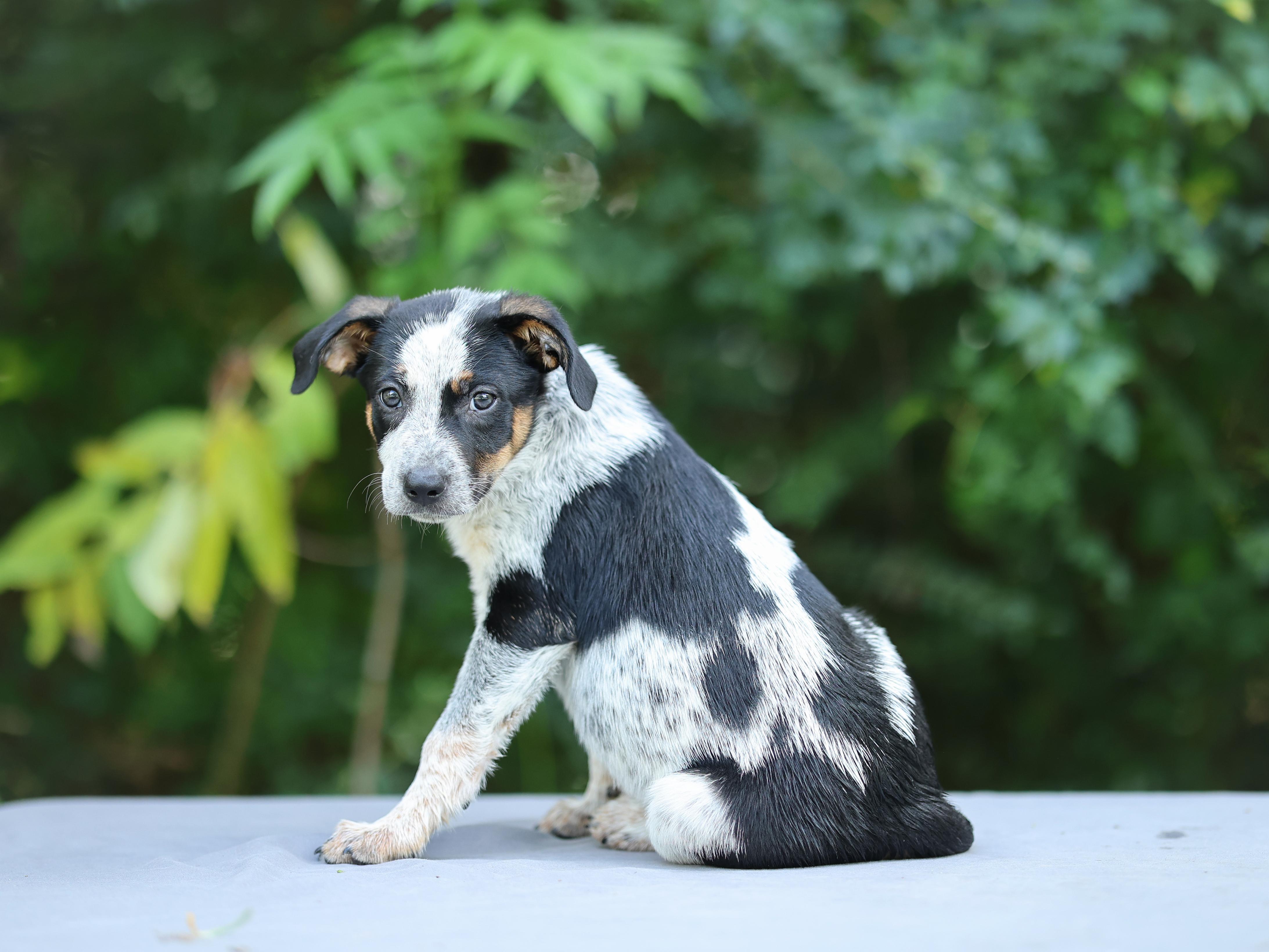 Pet Rinder Fisher - Adopted | Petfinder