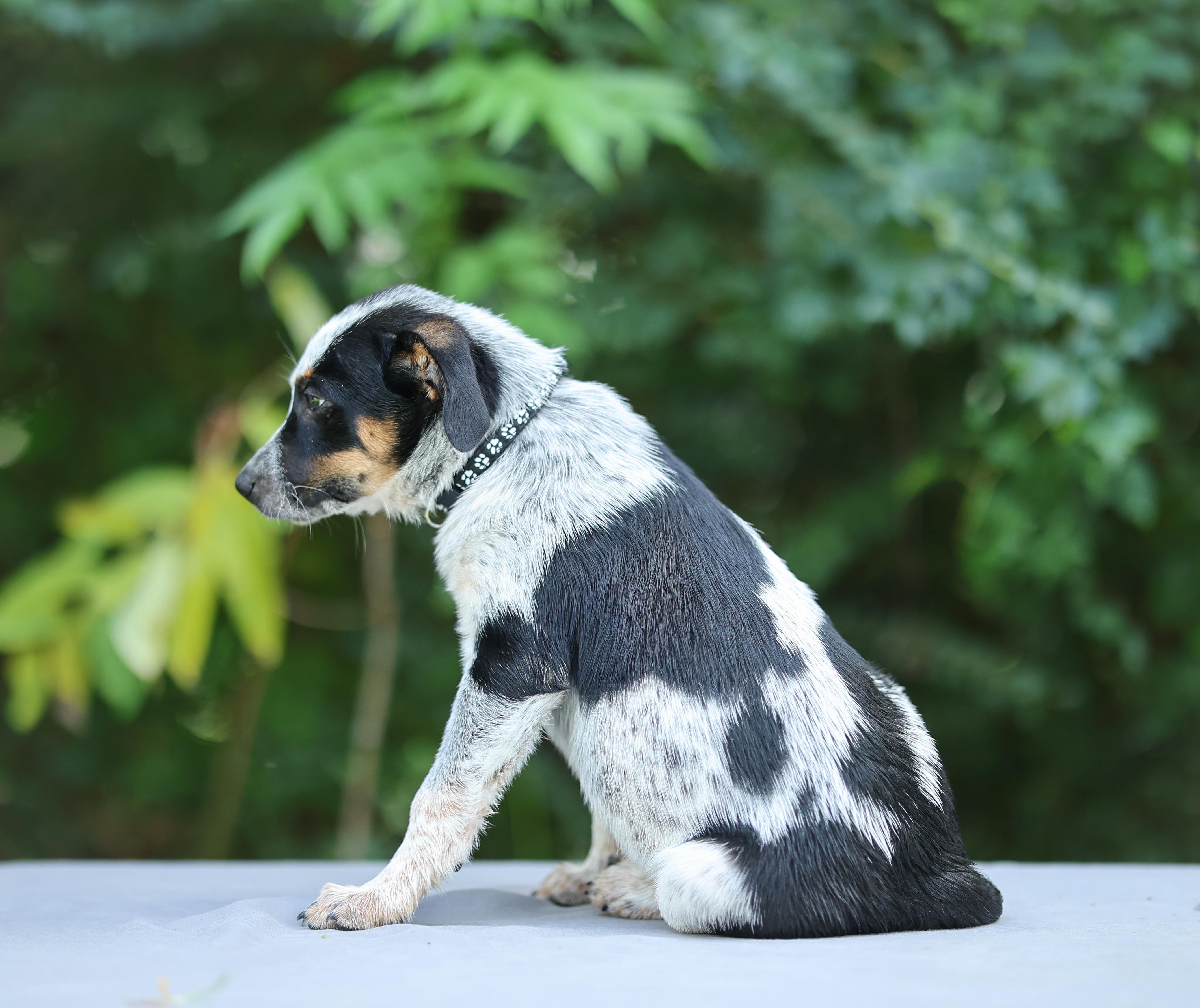 Pet Rinder Fisher - Adopted | Petfinder