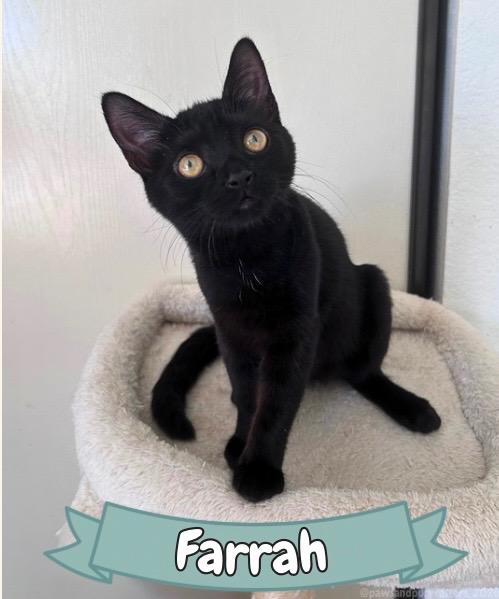 Enlarge Farrah, a ADOPTABLE Domestic Short Hair in Oakley, CA image 1/4
