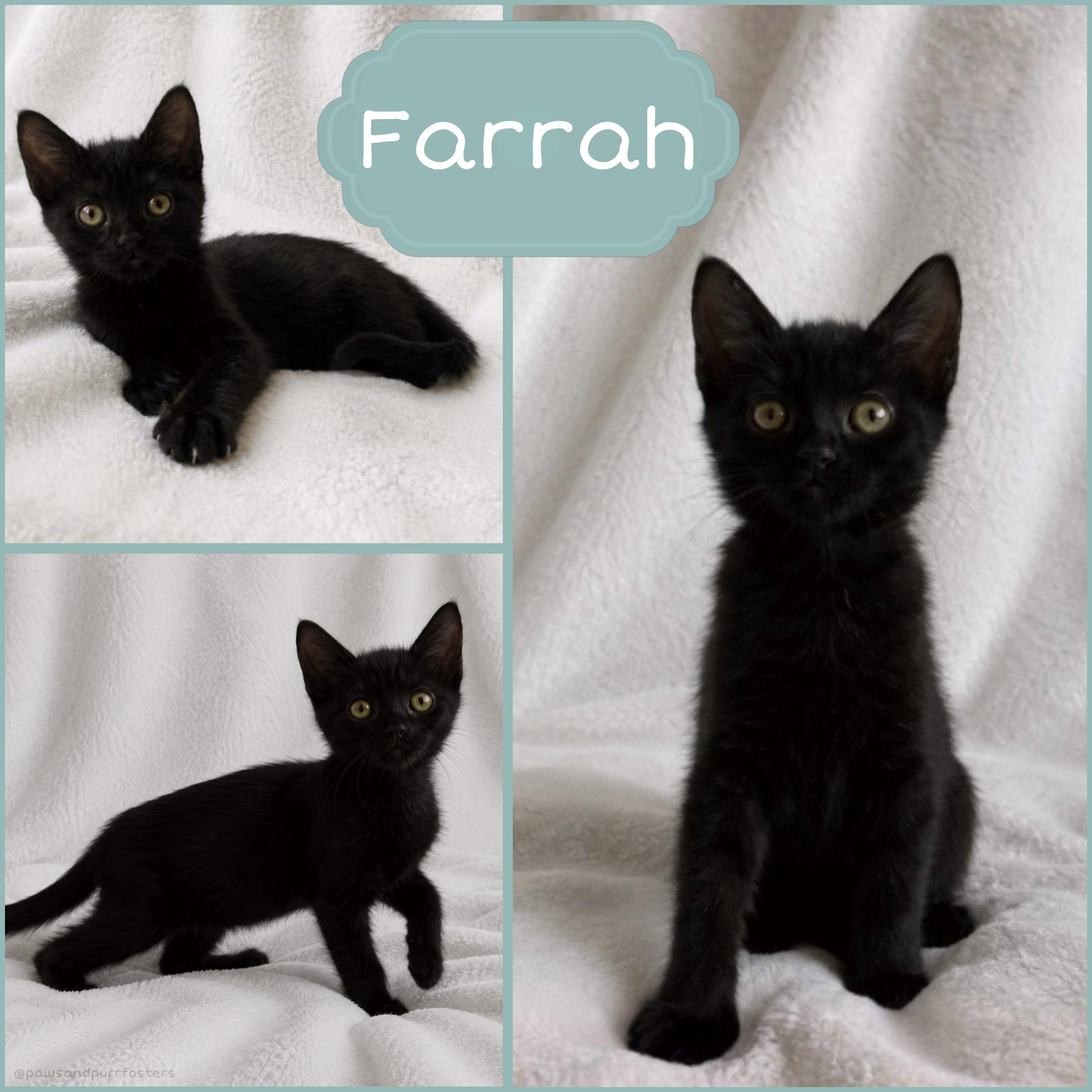 Farrah, ADOPTABLE, Kitten Female Domestic Short Hair.
