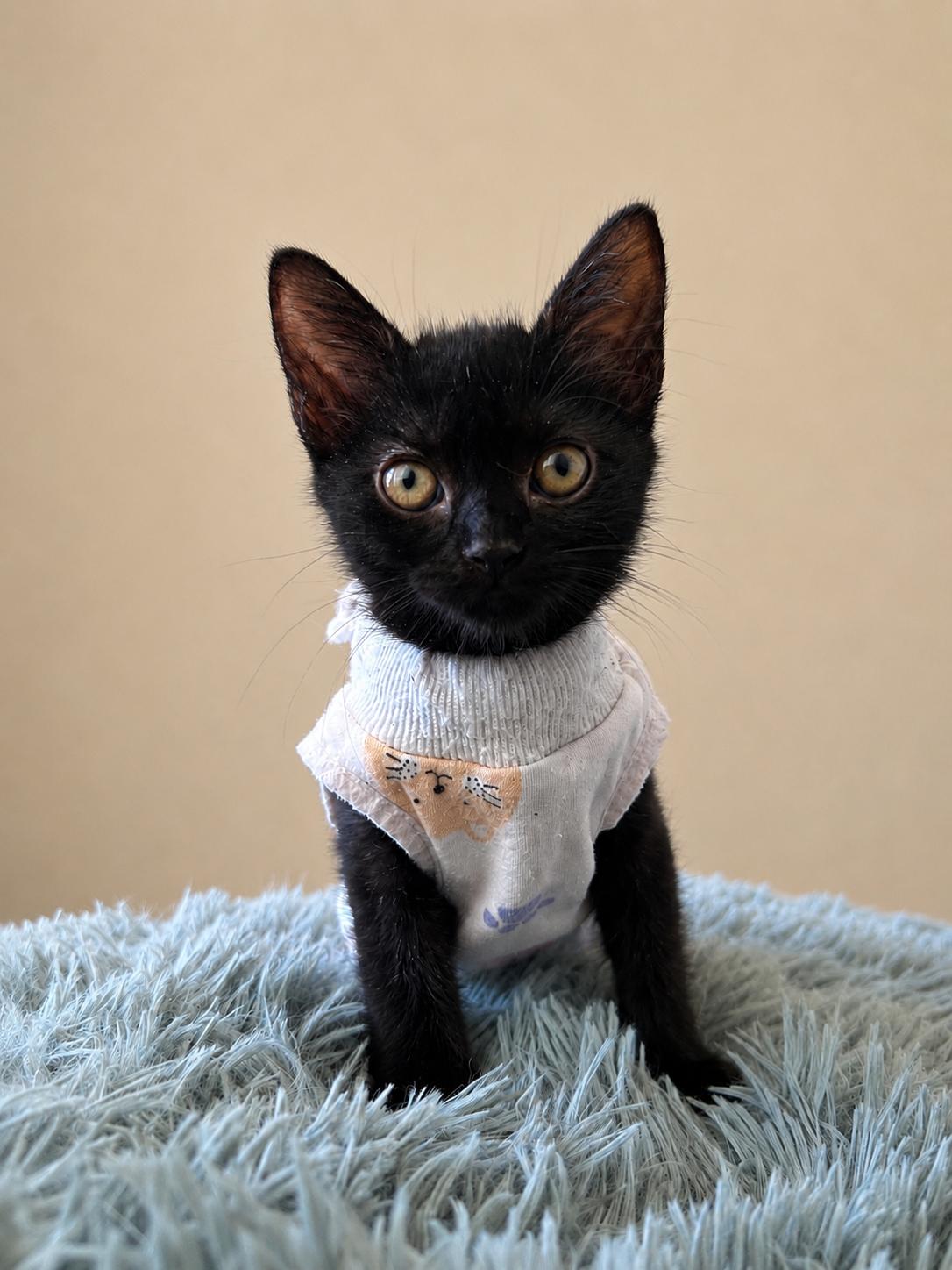 Farrah, a ADOPTABLE Domestic Short Hair in Oakley, CA image 2/3