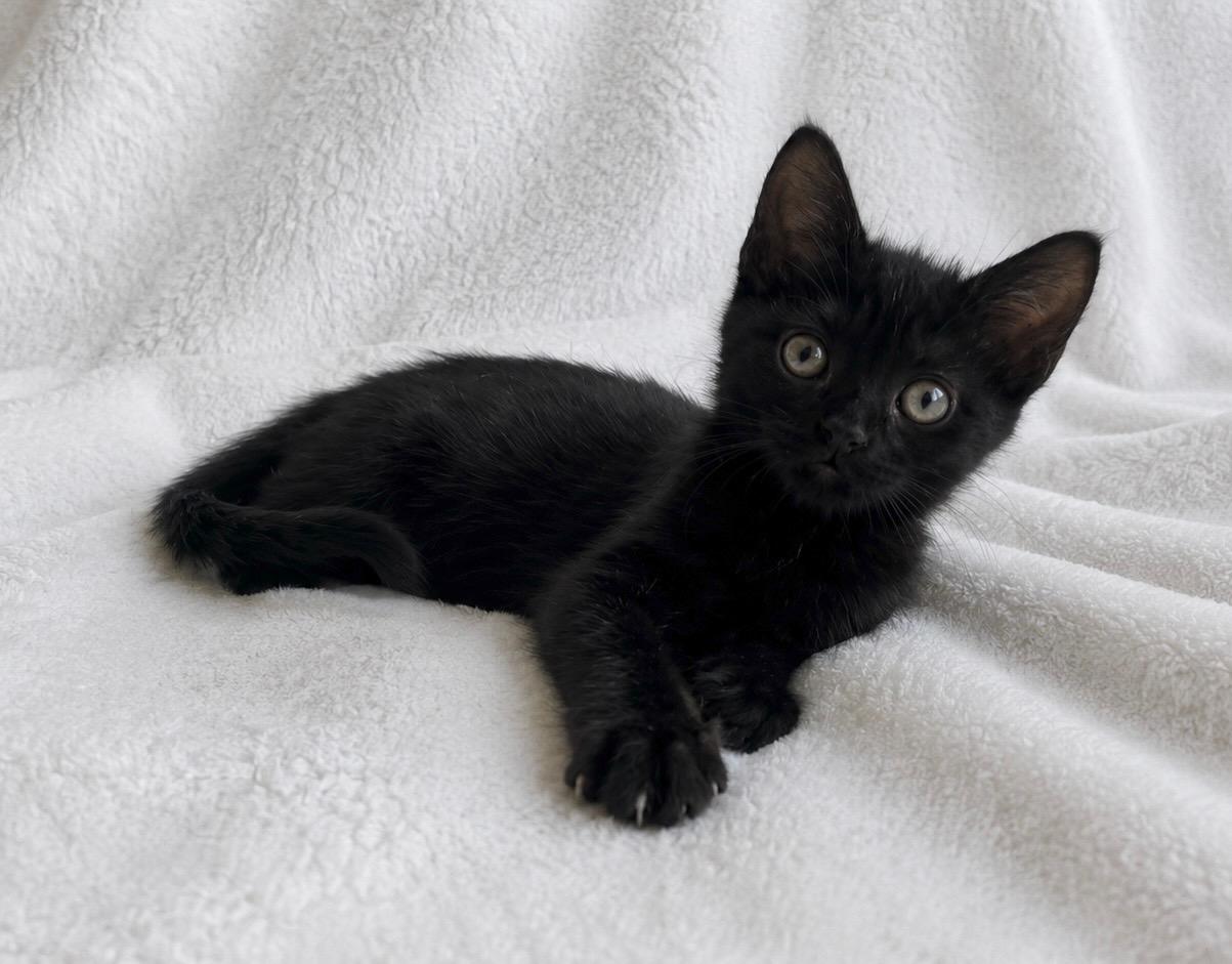 Farrah, a ADOPTABLE Domestic Short Hair in Oakley, CA image 3/3