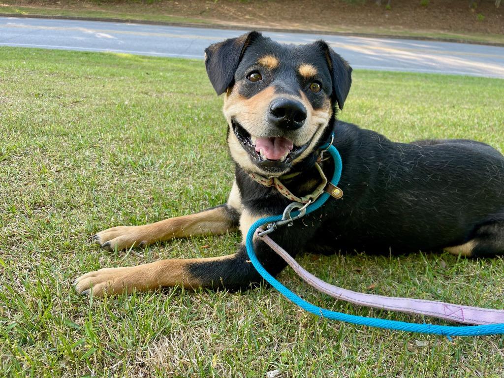 Mocha, Adoptable, Young Female Rottweiler.