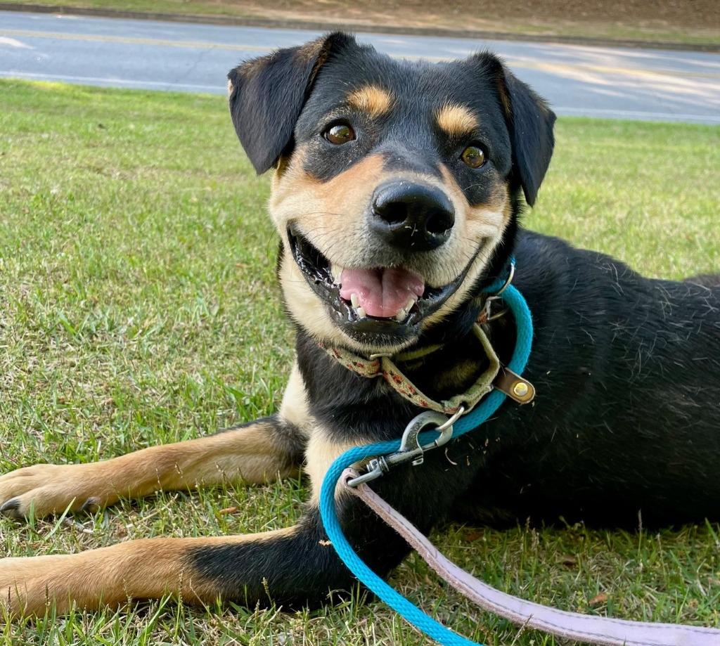 Enlarge Mocha, a Adoptable mixed breed in Newnan, GA image 2/6