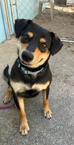 Enlarge Mocha, a Adoptable mixed breed in Newnan, GA image 3/6
