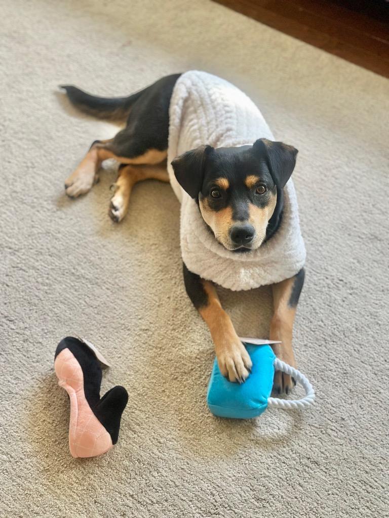 Mocha, Adoptable, Puppy Female Rottweiler.