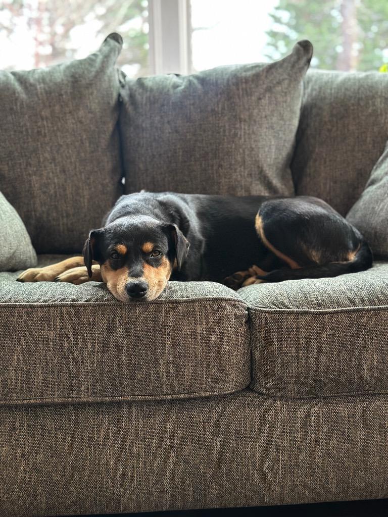 Mocha, a Adoptable mixed breed in Newnan, GA image 2/3