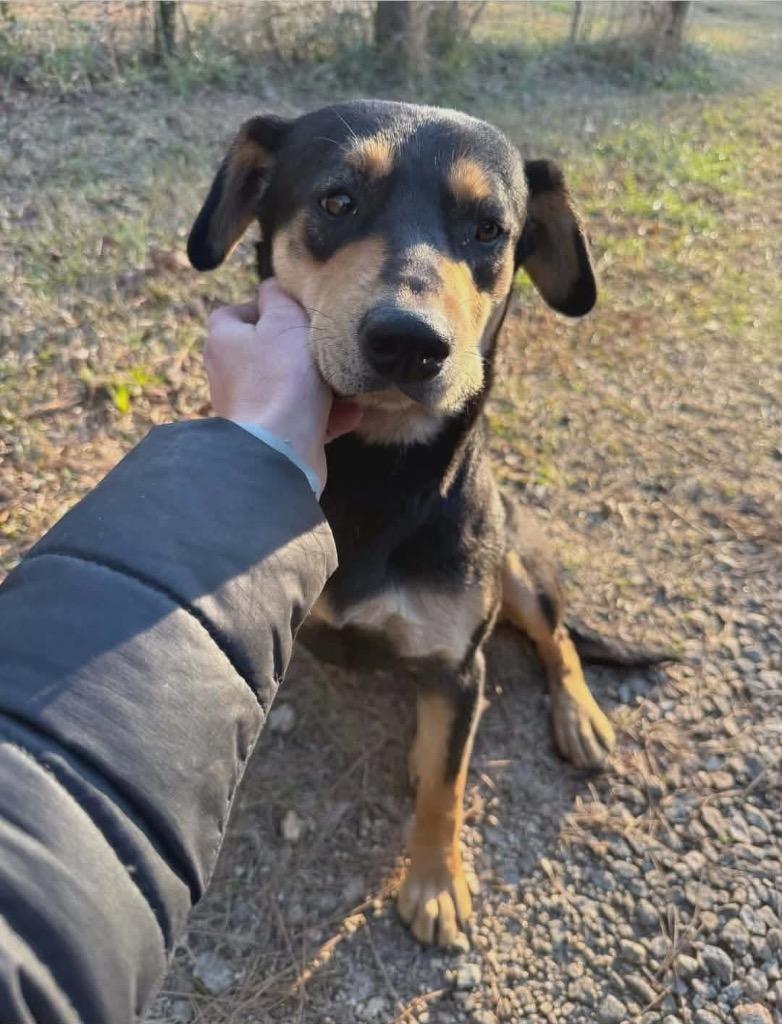 Mocha, Adoptable, Young Female Rottweiler.