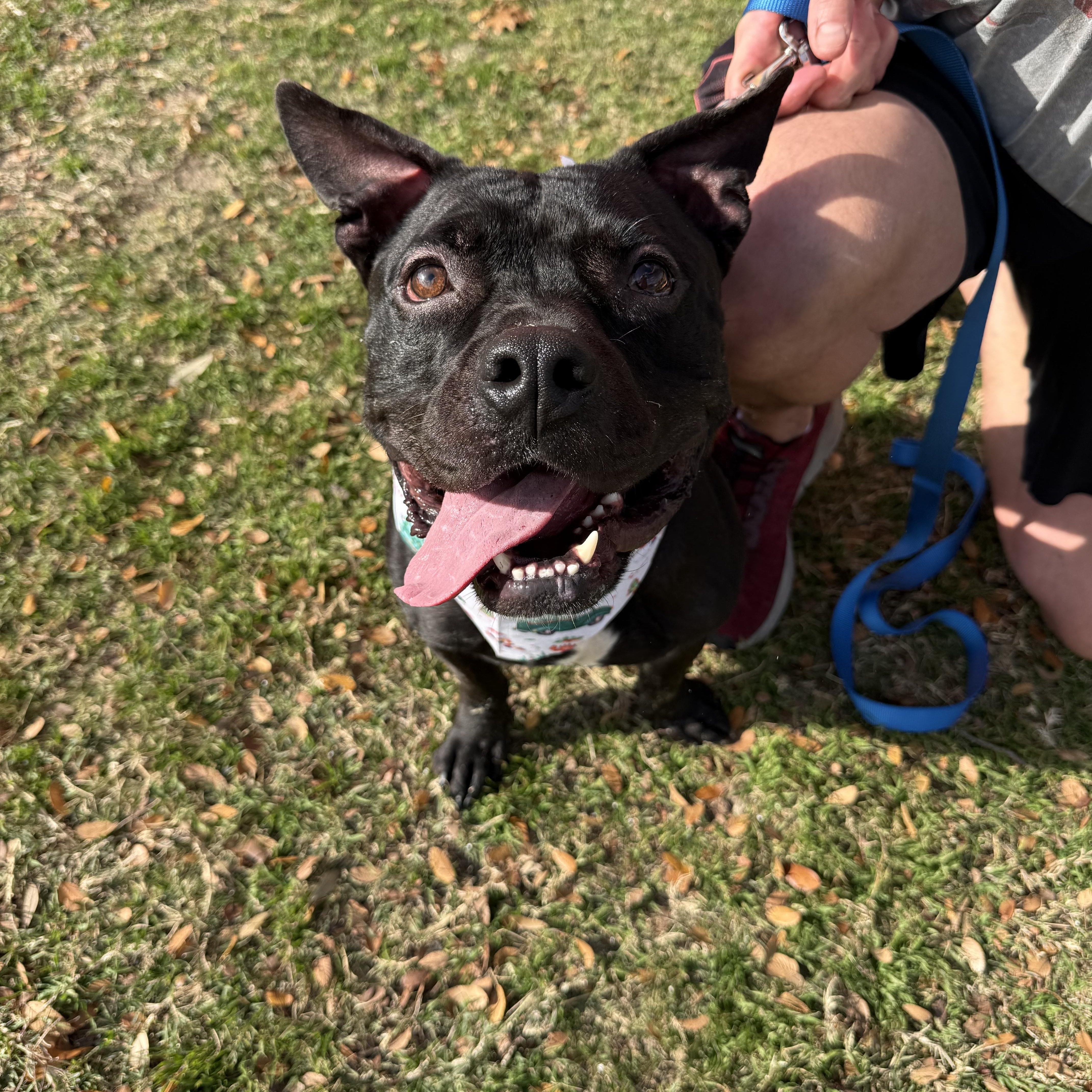 Enlarge Dozer, a ADOPTABLE Mixed Breed in Carrollton, TX image 1/2