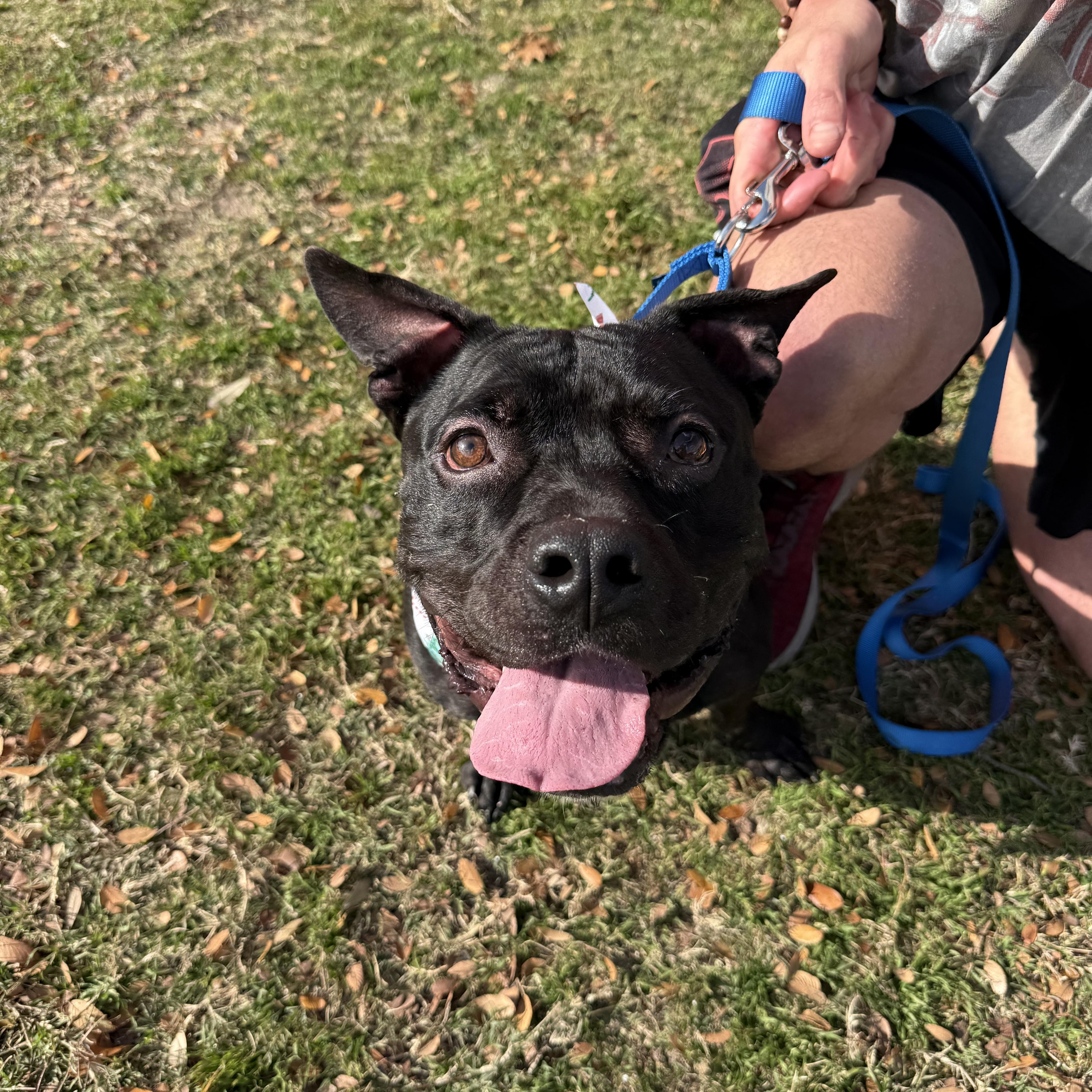 Enlarge Dozer, a ADOPTABLE Mixed Breed in Carrollton, TX image 2/2