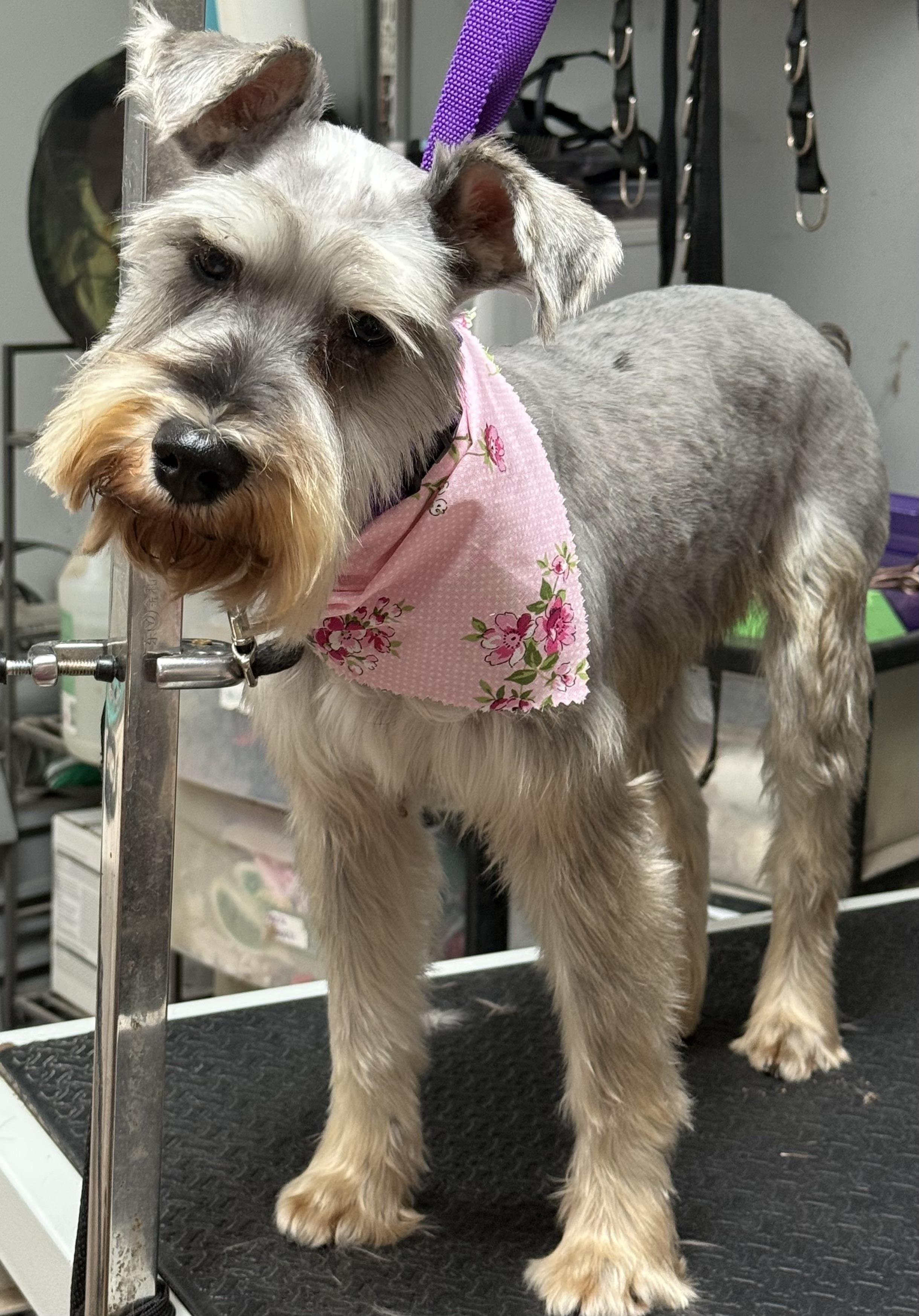Fluffy, Adoptable, Adult Female Miniature Schnauzer.