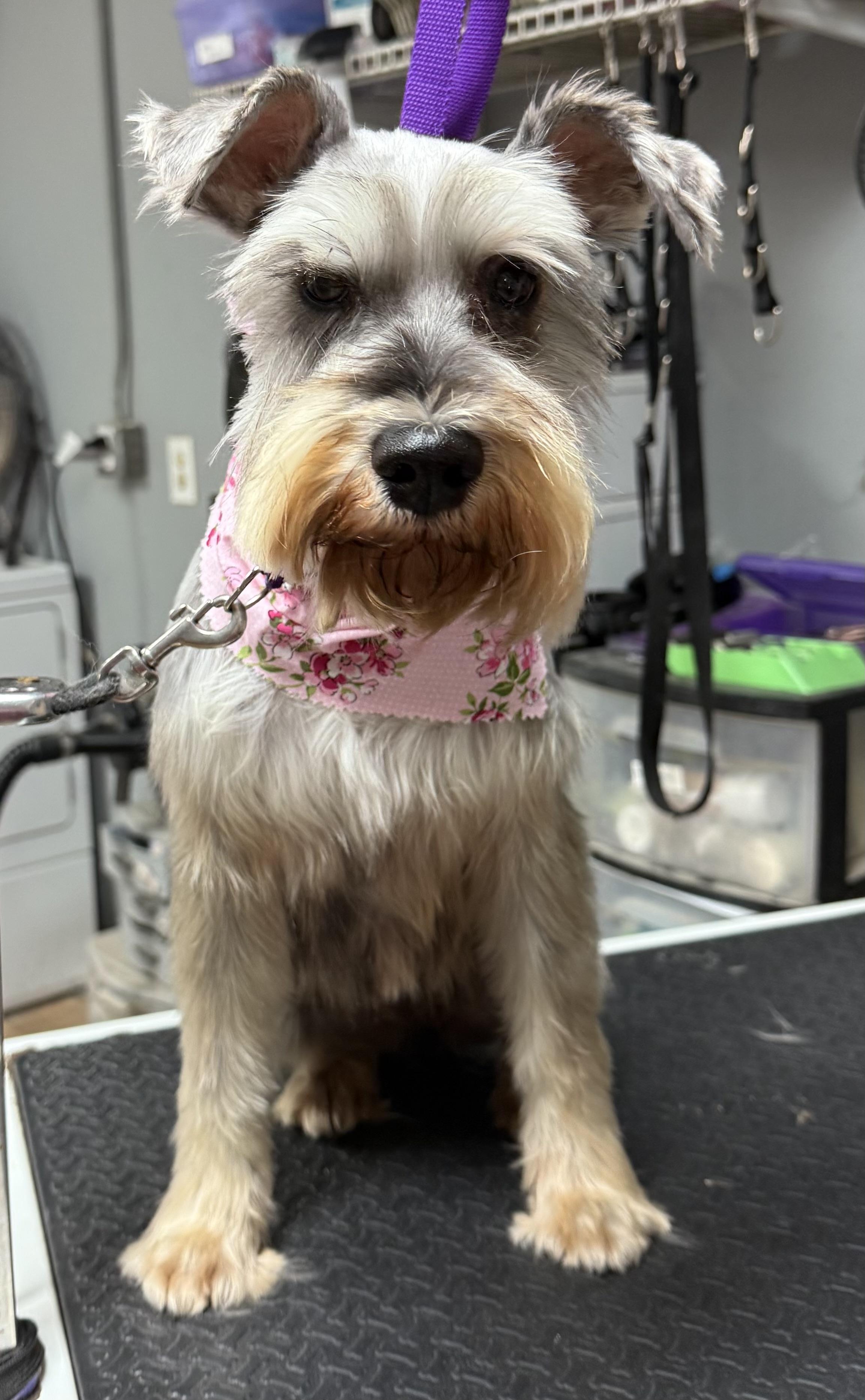 Enlarge Fluffy, a Adoptable Miniature Schnauzer in Sugar Grove, IL image 2/2