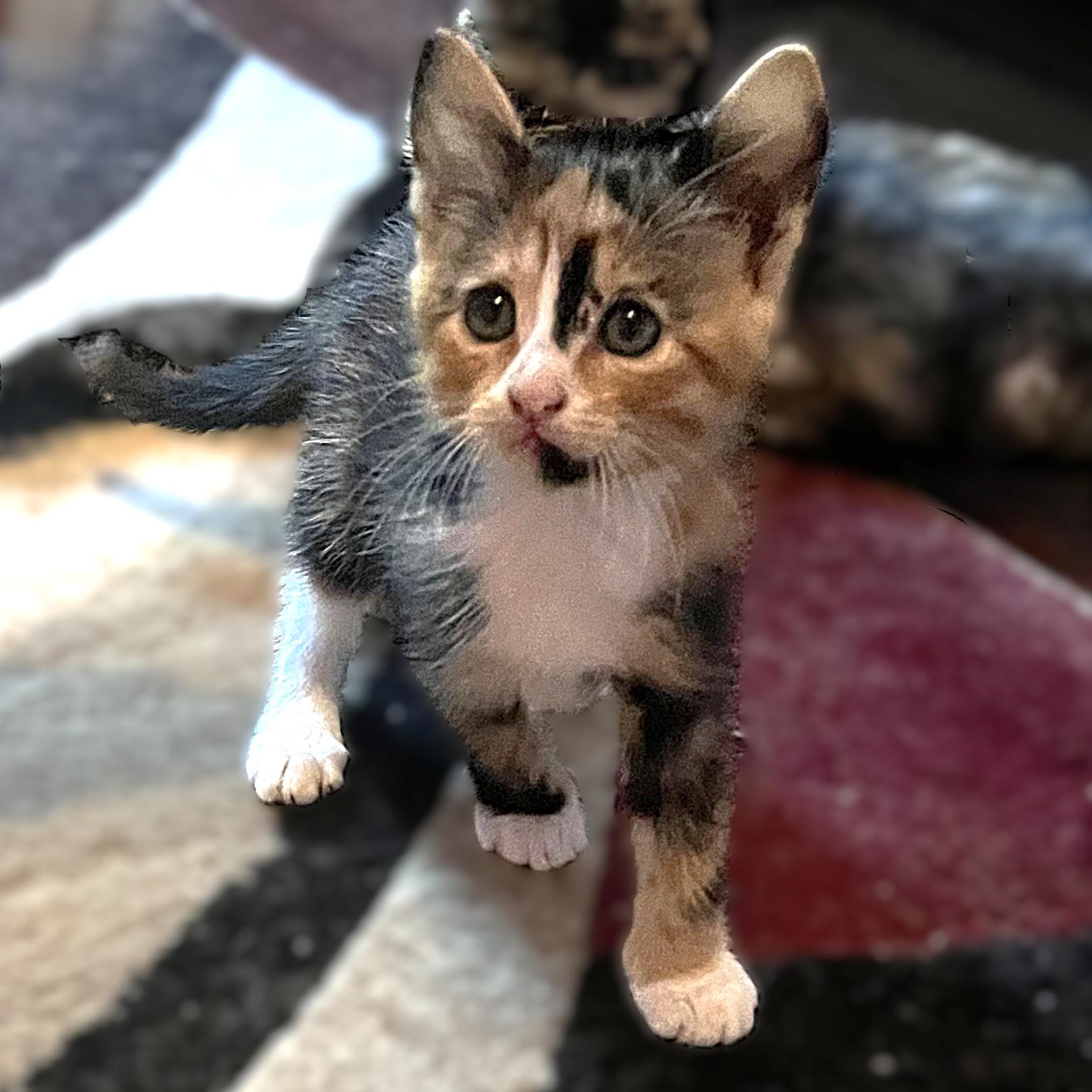 Enlarge Tobee (calico), a Adoptable Domestic Medium Hair in Allen, TX image 5/6