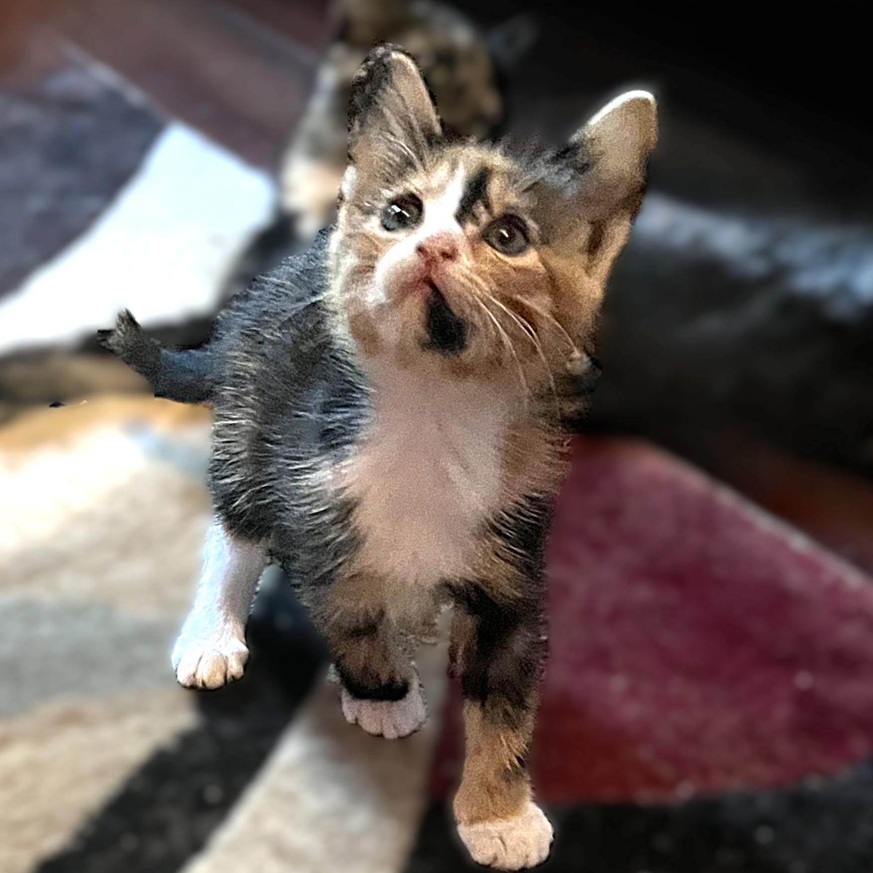 Enlarge Tobee (calico), a Adoptable Domestic Medium Hair in Allen, TX image 4/6