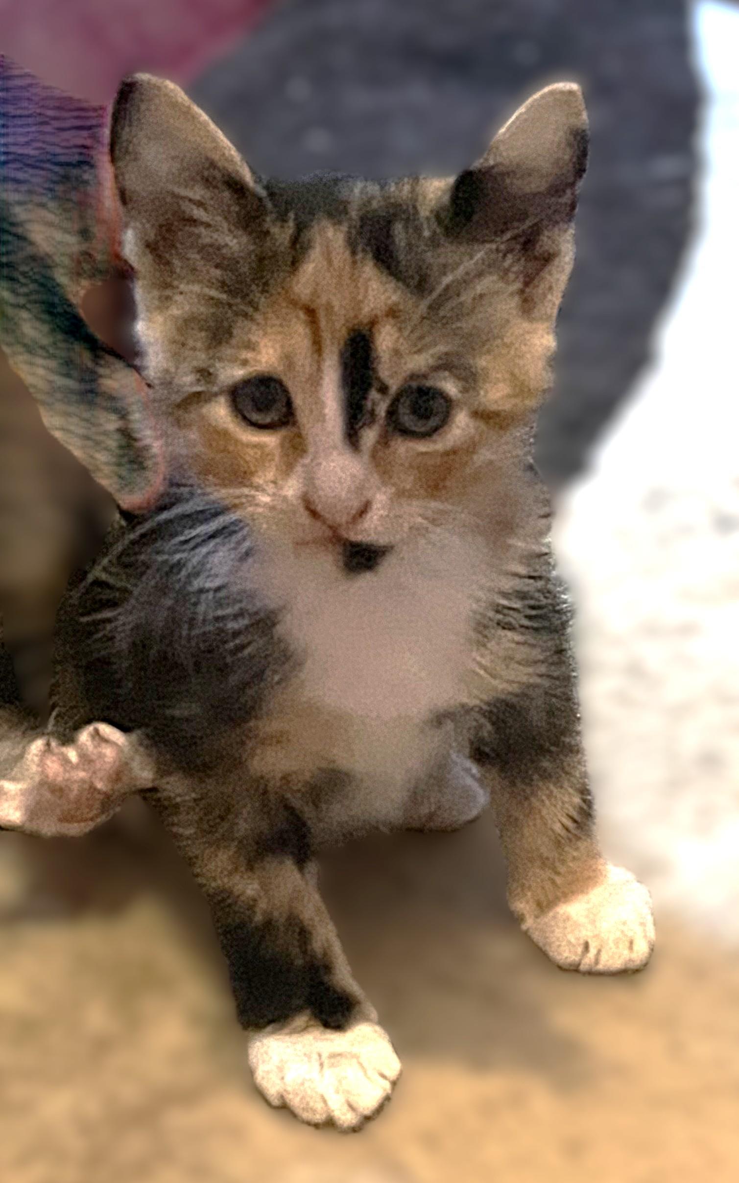 Enlarge Tobee (calico), a Adoptable Domestic Medium Hair in Allen, TX image 3/6