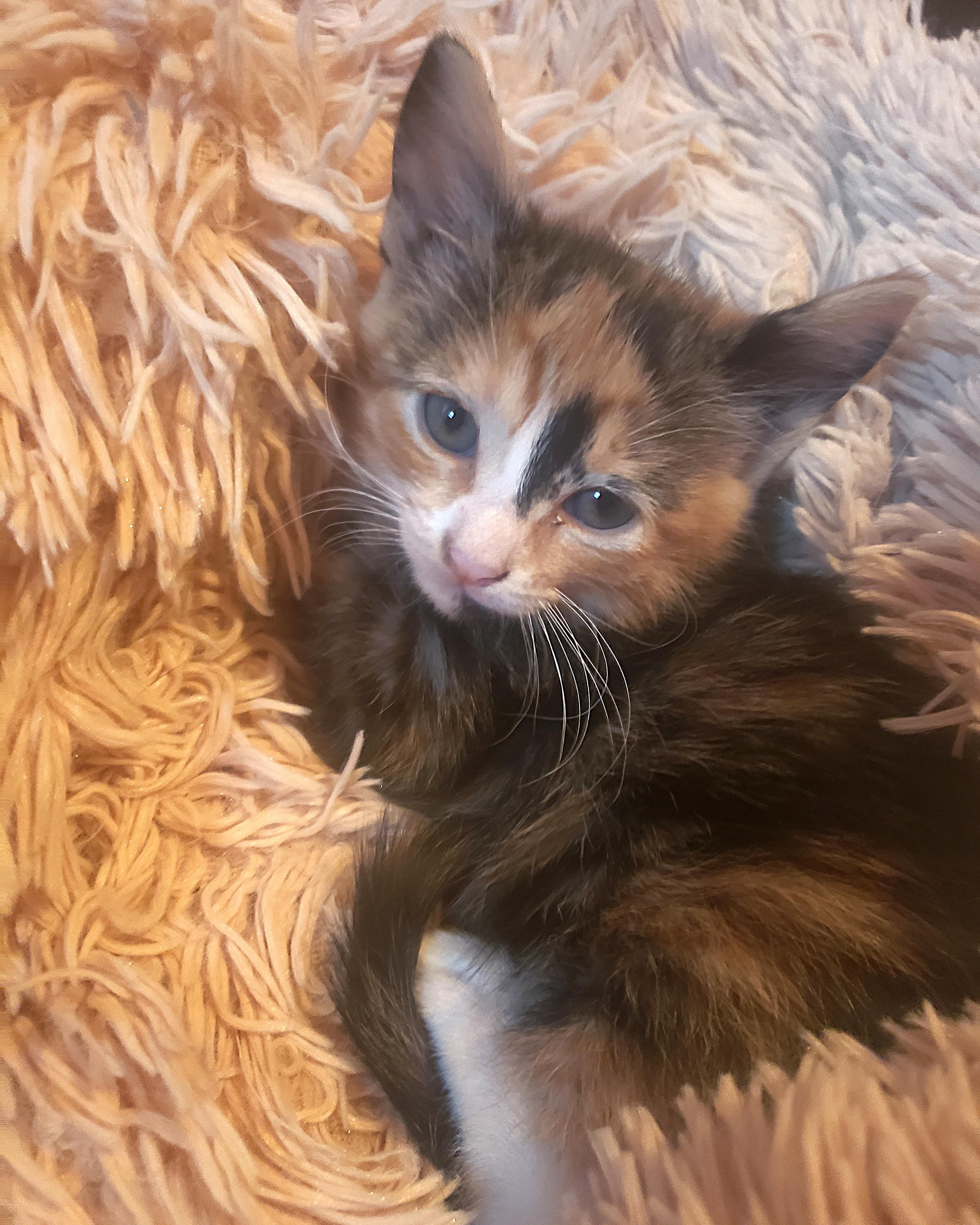 Enlarge Tobee (calico), a Adoptable Domestic Medium Hair in Allen, TX image 2/6