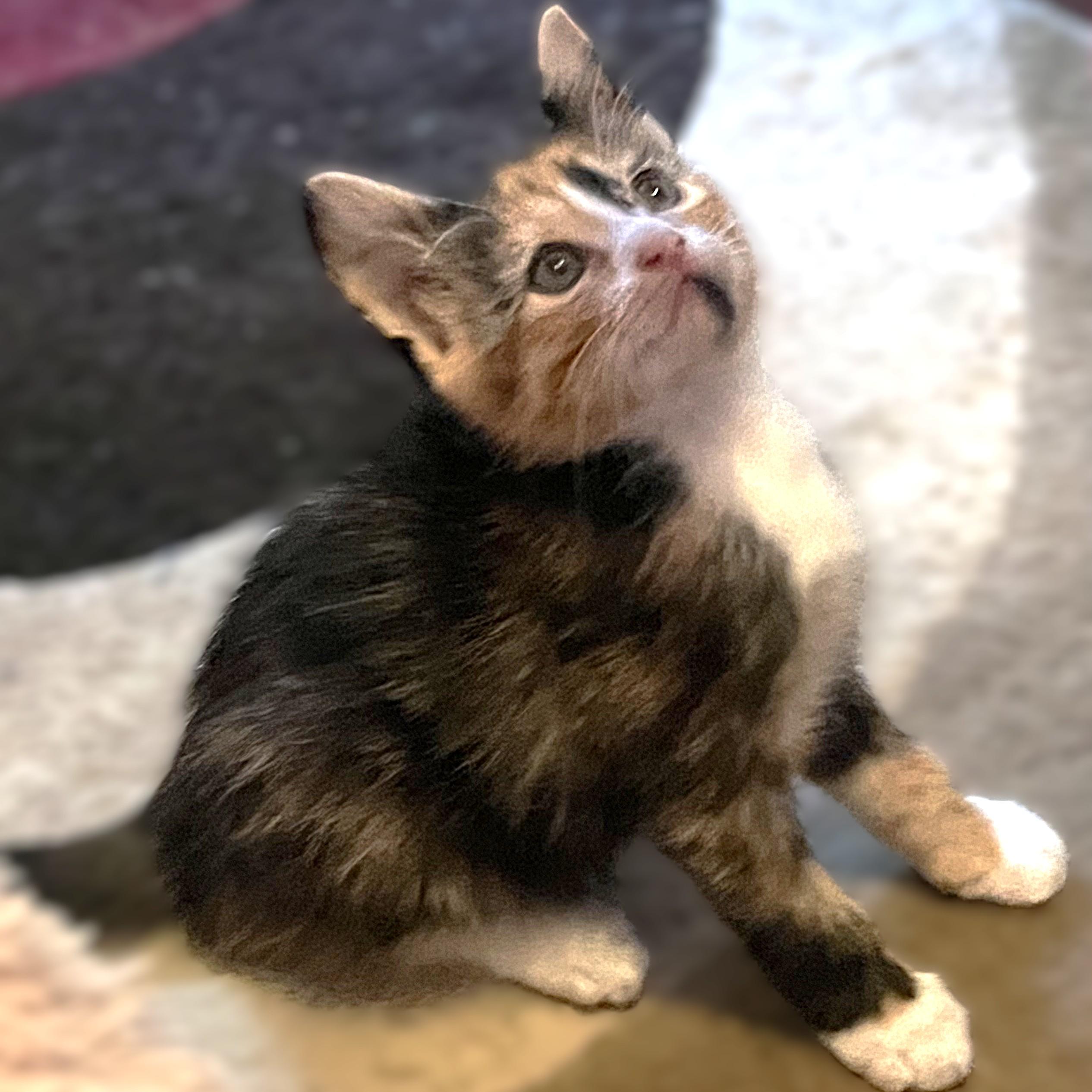 Enlarge Tobee (calico), a Adoptable Domestic Medium Hair in Allen, TX image 6/6