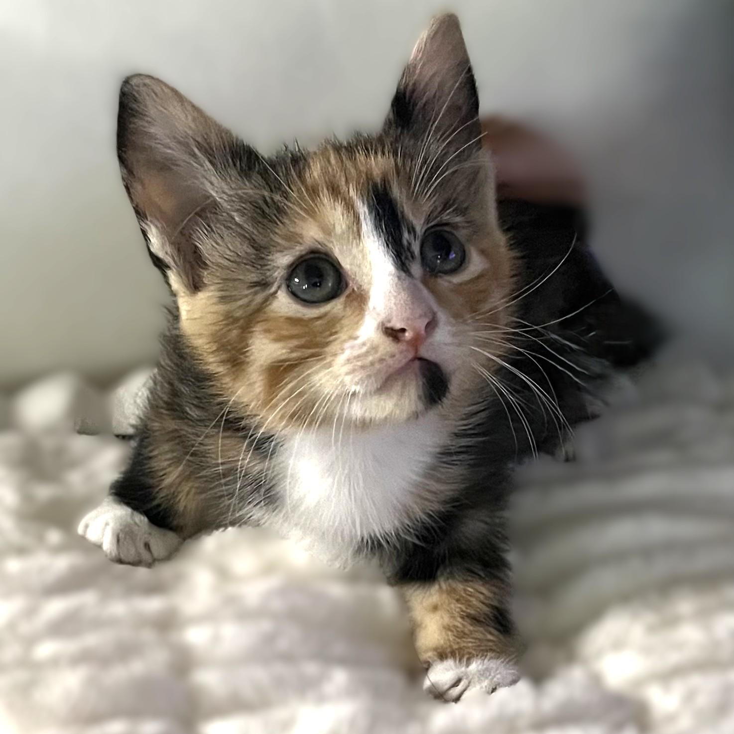 Enlarge Tobee (calico), a Adoptable Domestic Medium Hair in Allen, TX image 1/6