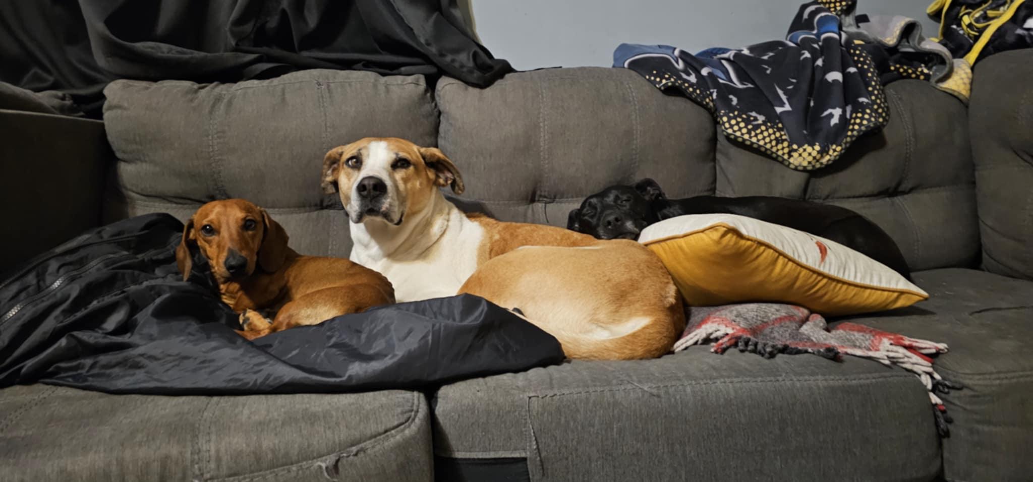 Sacha, an adoptable Great Pyrenees, American Staffordshire Terrier in Portales, NM, 88130 | Photo Image 2