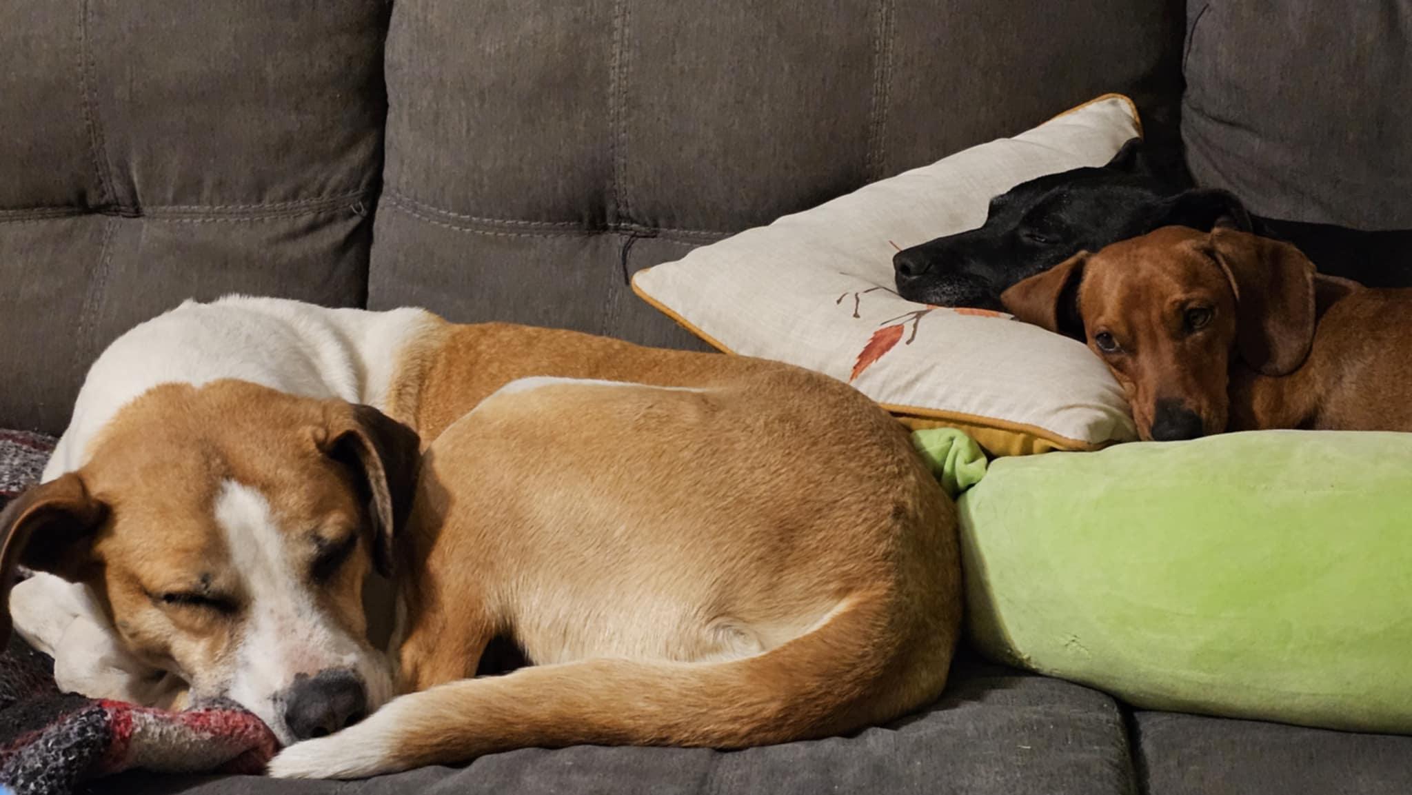 Enlarge Sacha, a Adoptable mixed breed in Portales, NM image 3/5