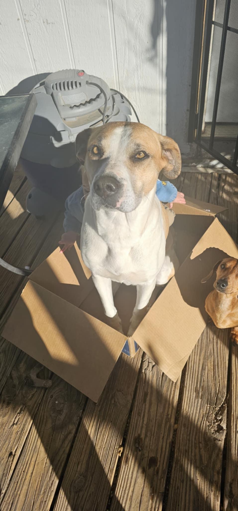 Sacha, Adoptable, Adult Female Great Pyrenees & American Staffordshire Terrier.