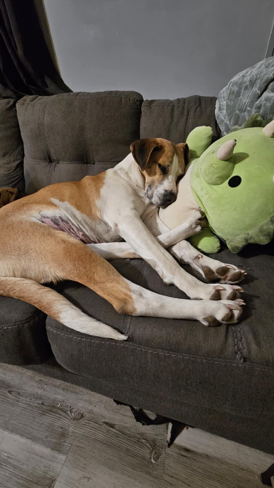 Enlarge Sacha, a Adoptable mixed breed in Portales, NM image 4/5