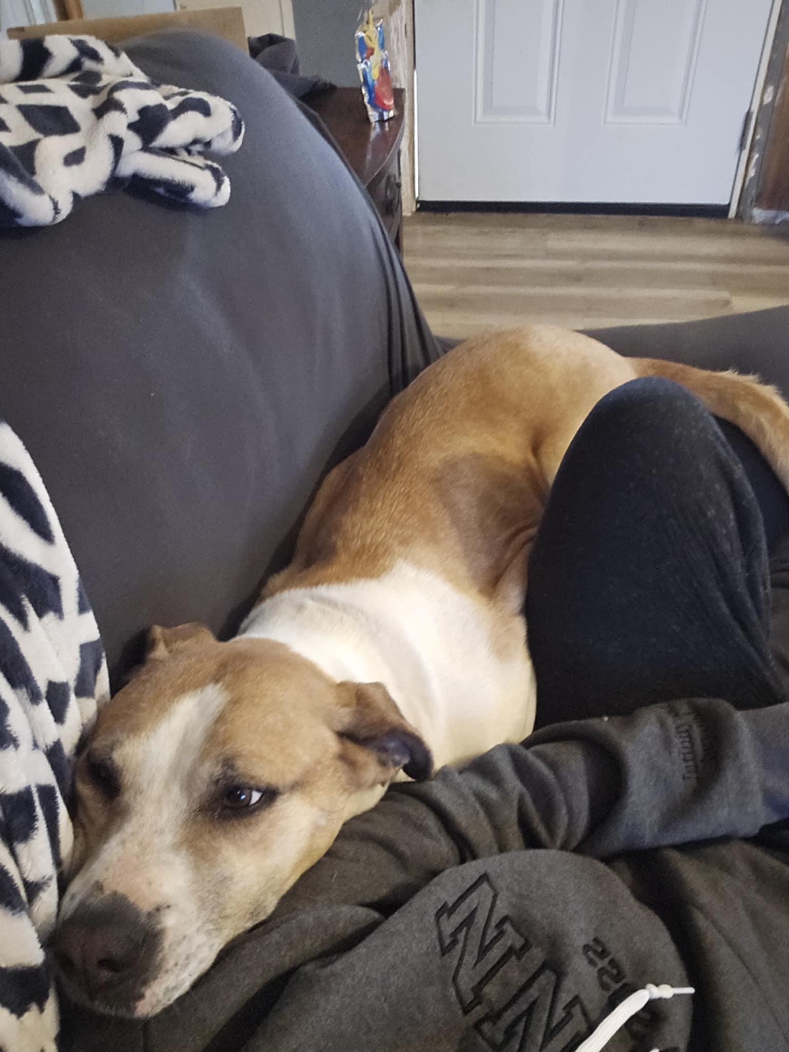 Enlarge Sacha, a Adoptable mixed breed in Portales, NM image 5/5