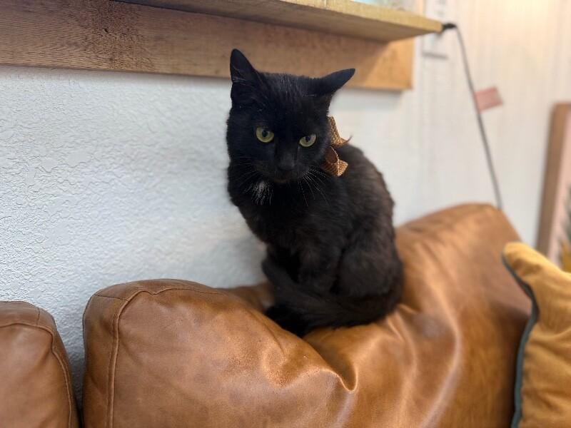 Godiva Fluff — thumbnail 2