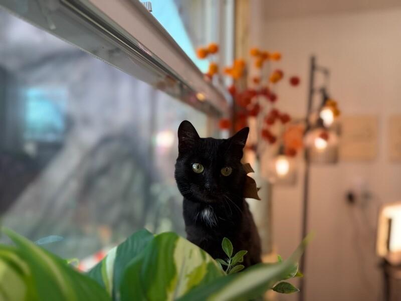 Godiva Fluff — thumbnail 3