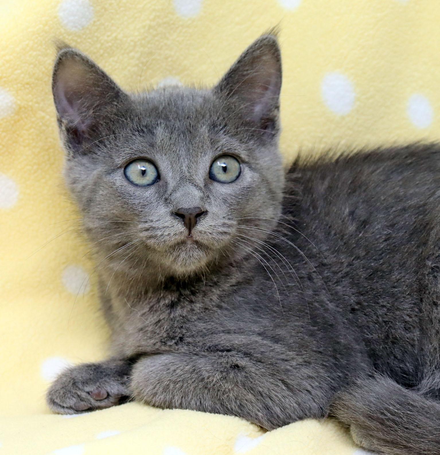 Enlarge Flair, an adopted Domestic Short Hair in Tierra Verde, FL image 1/3