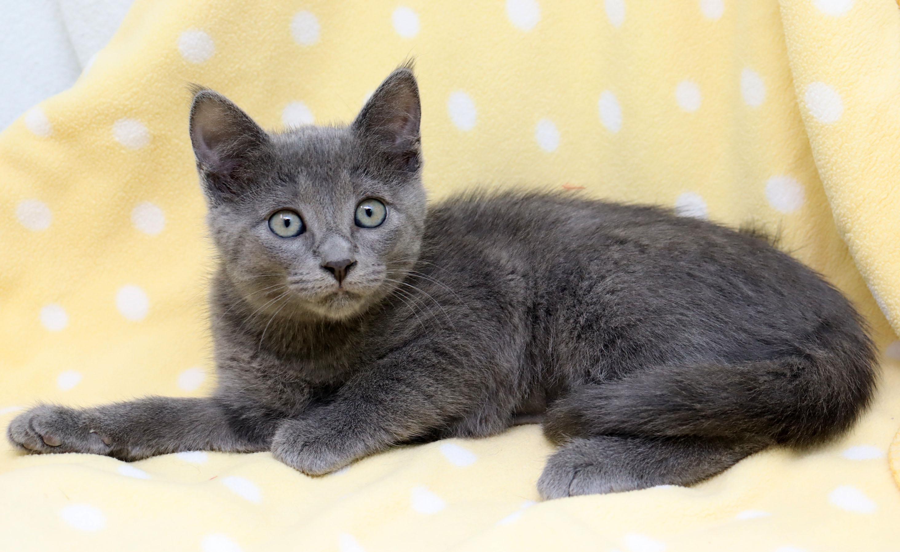 Enlarge Flair, an adopted Domestic Short Hair in Tierra Verde, FL image 2/3
