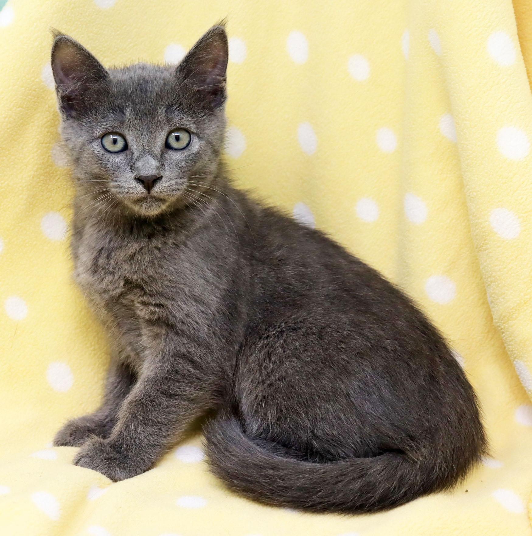 Enlarge Flair, an adopted Domestic Short Hair in Tierra Verde, FL image 3/3