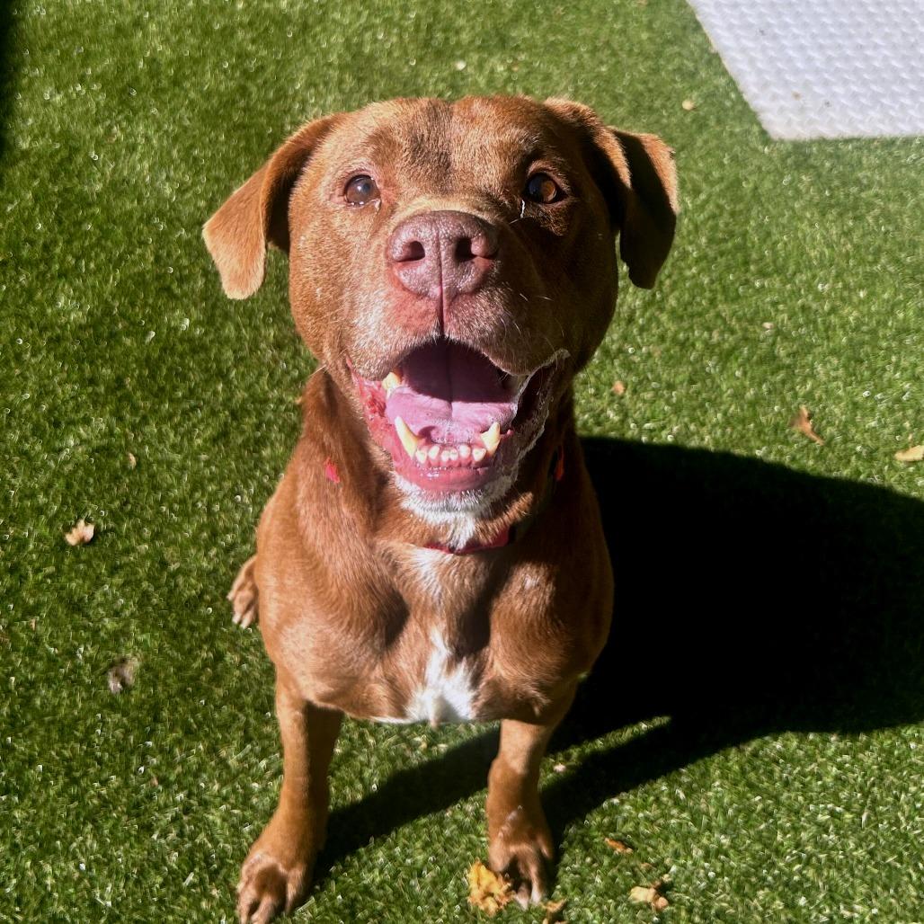 Hauch, Adoptable, Adult Male Mixed Breed.