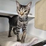 Enlarge Little Bonnie , a ADOPTABLE Domestic Short Hair in Edgewood, NM image 1/1