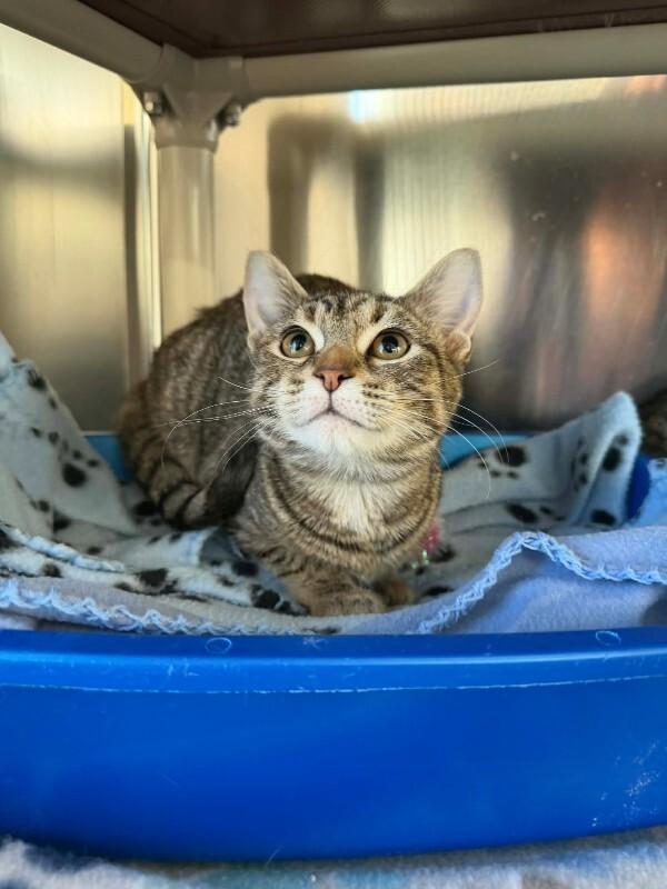 Scrappy Dee, Adoptable, Young Female Domestic Short Hair.