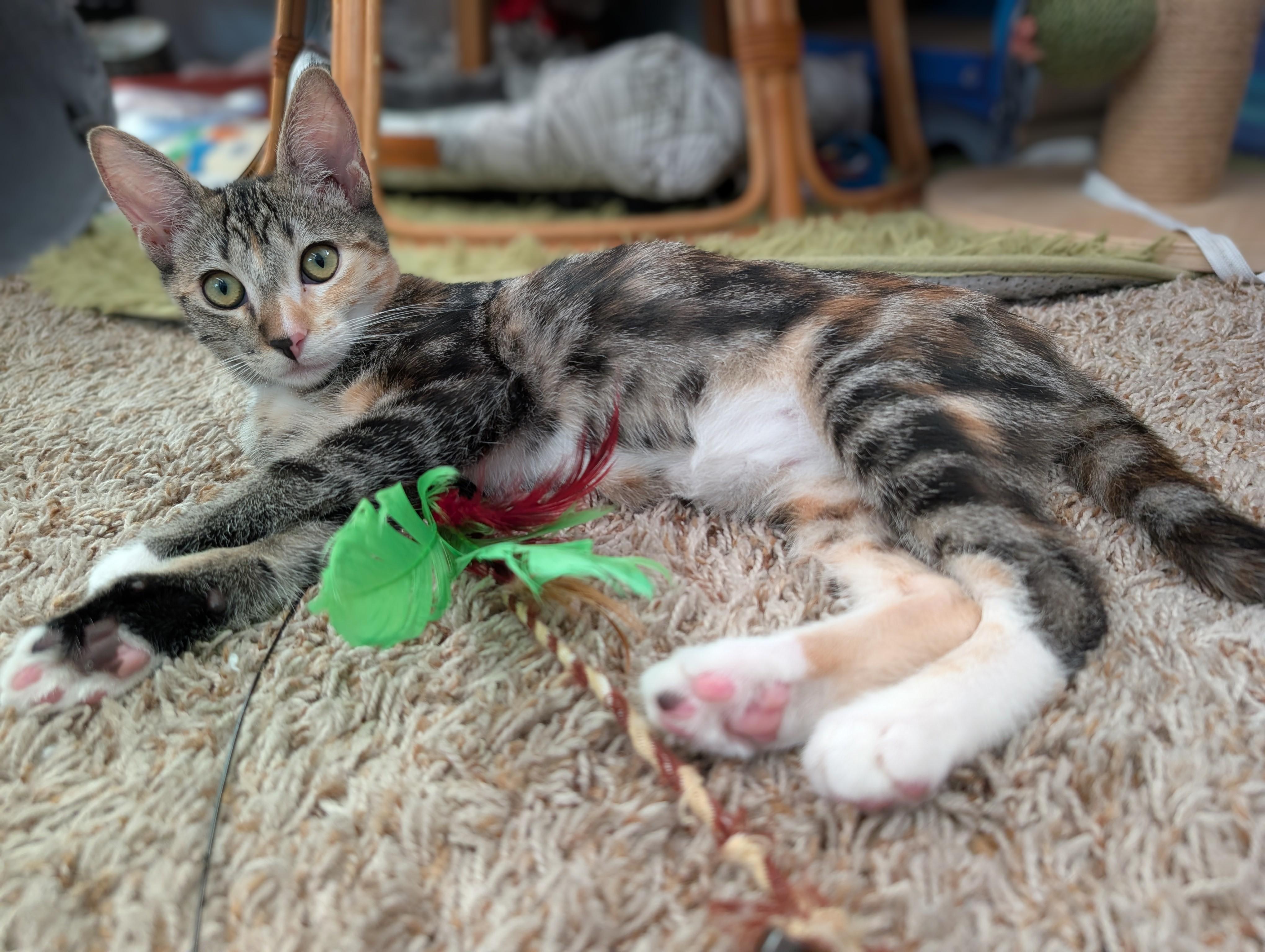 Missy (A140065), ADOPTABLE, Young Female Tabby & Calico.